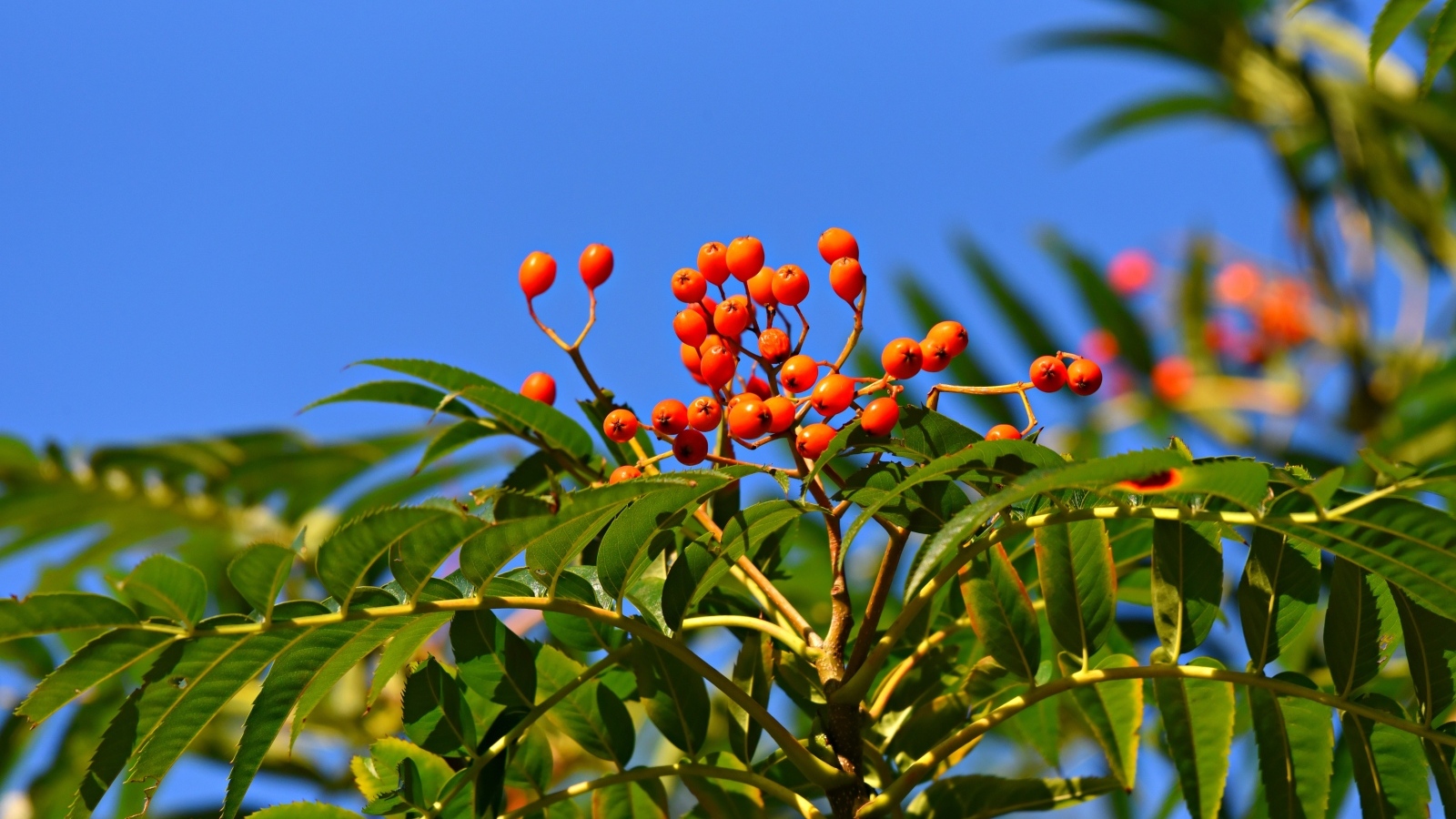 Красные ягоды рябины в зеленых листьях