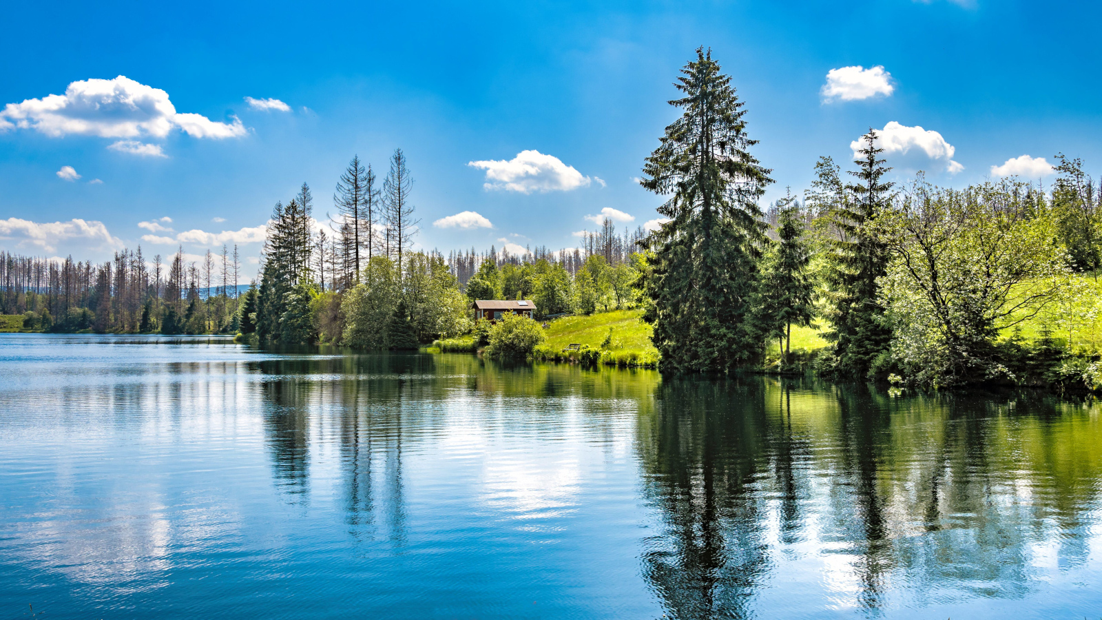 Высокие ели растут на берегу озера 