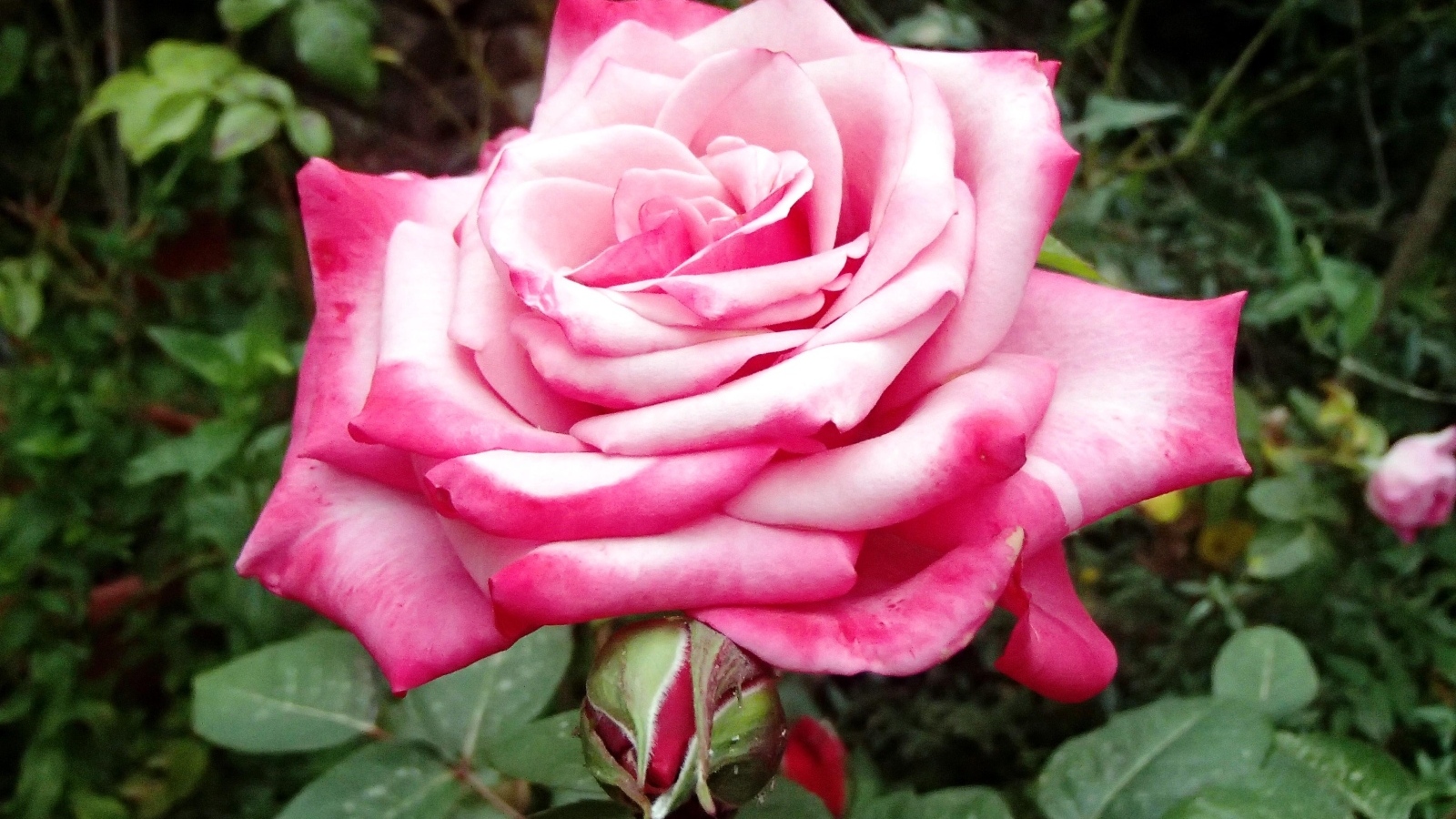 Крупная розовая роза на клумбе вблизи