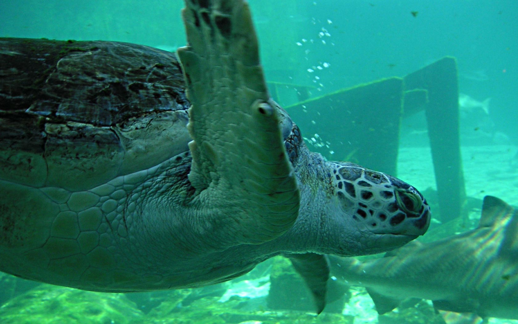 Zastaki.com - Морская черепаха