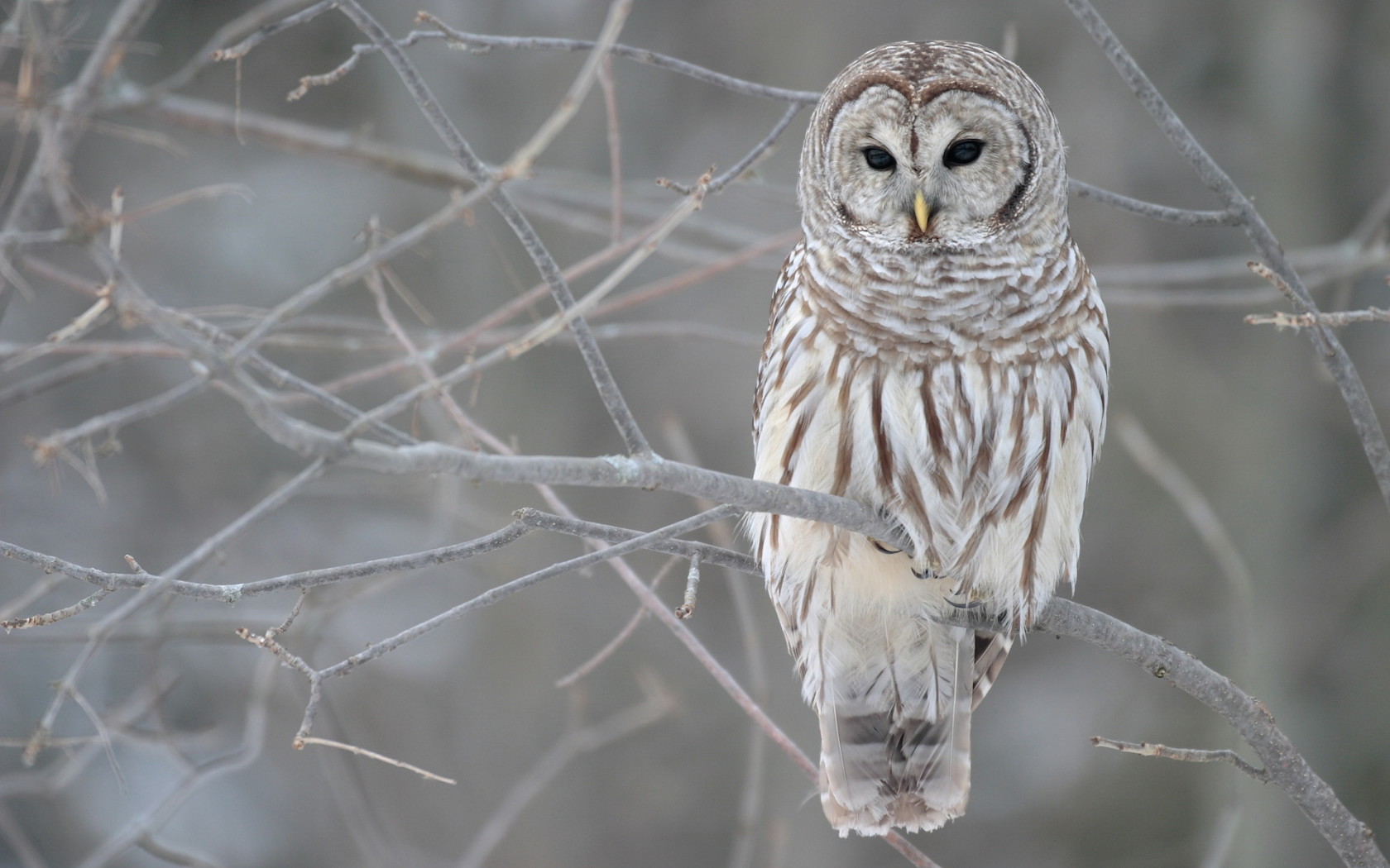 Grey owl in a tree