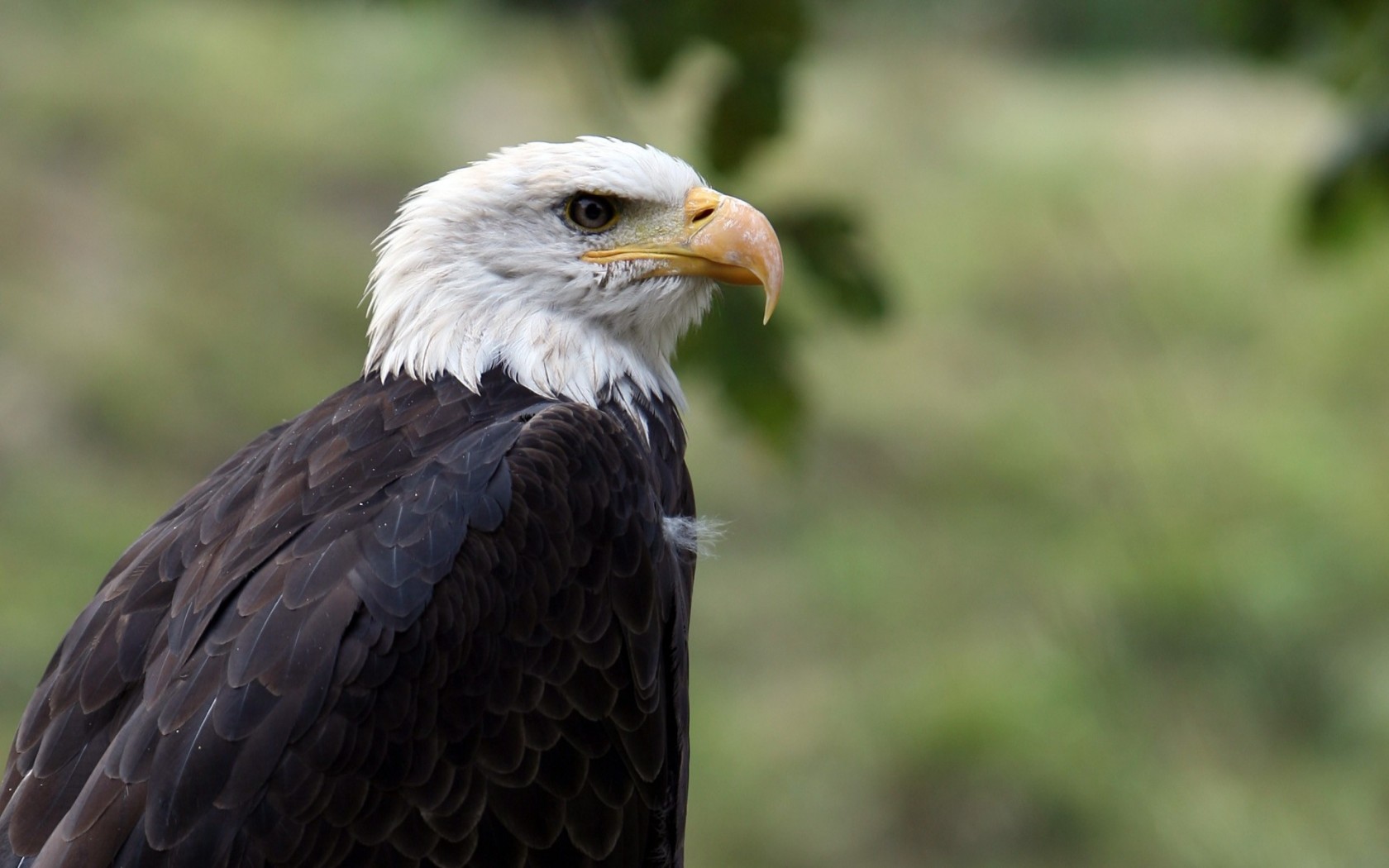 Орел птица гордая
