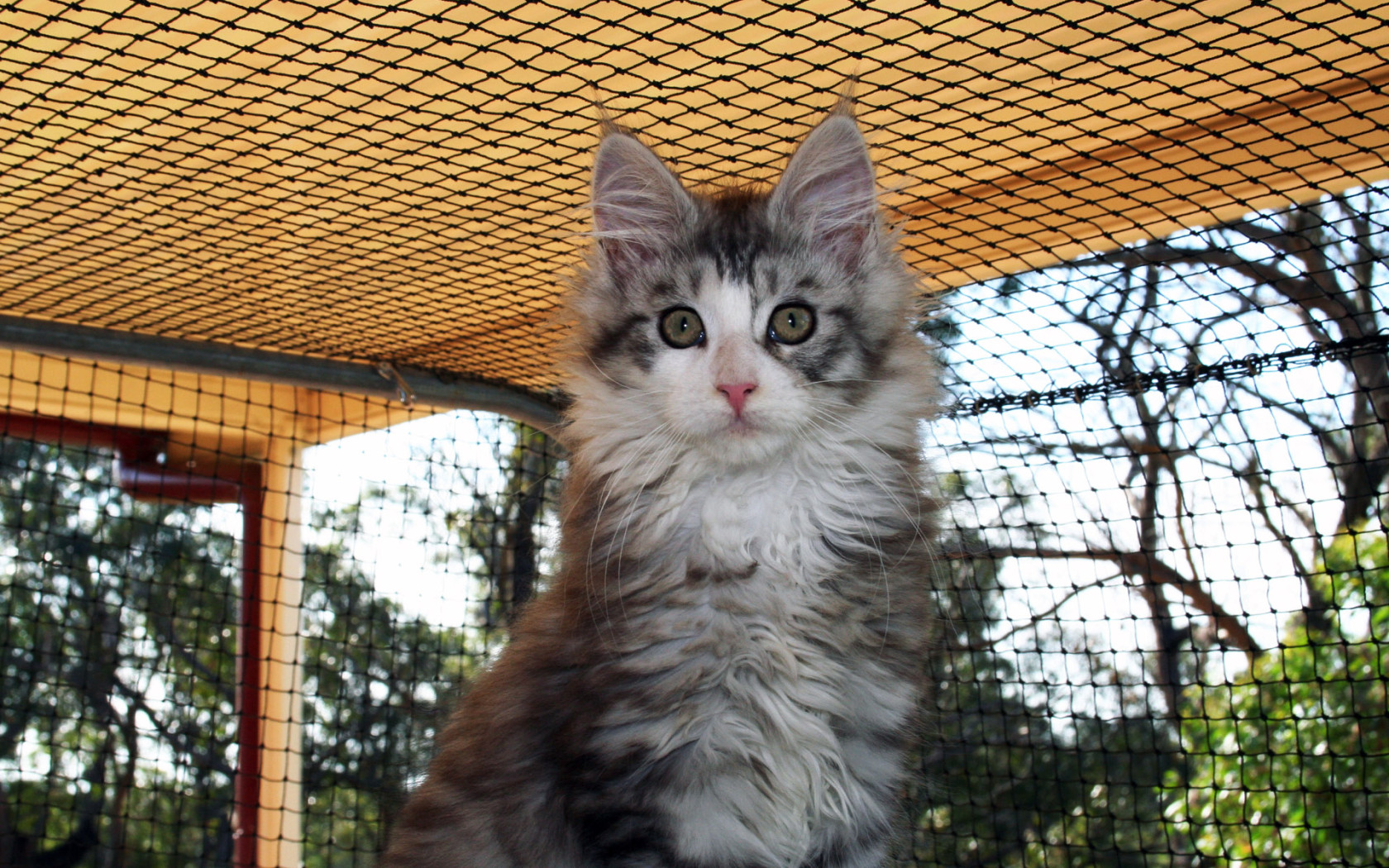 Удивленная морда