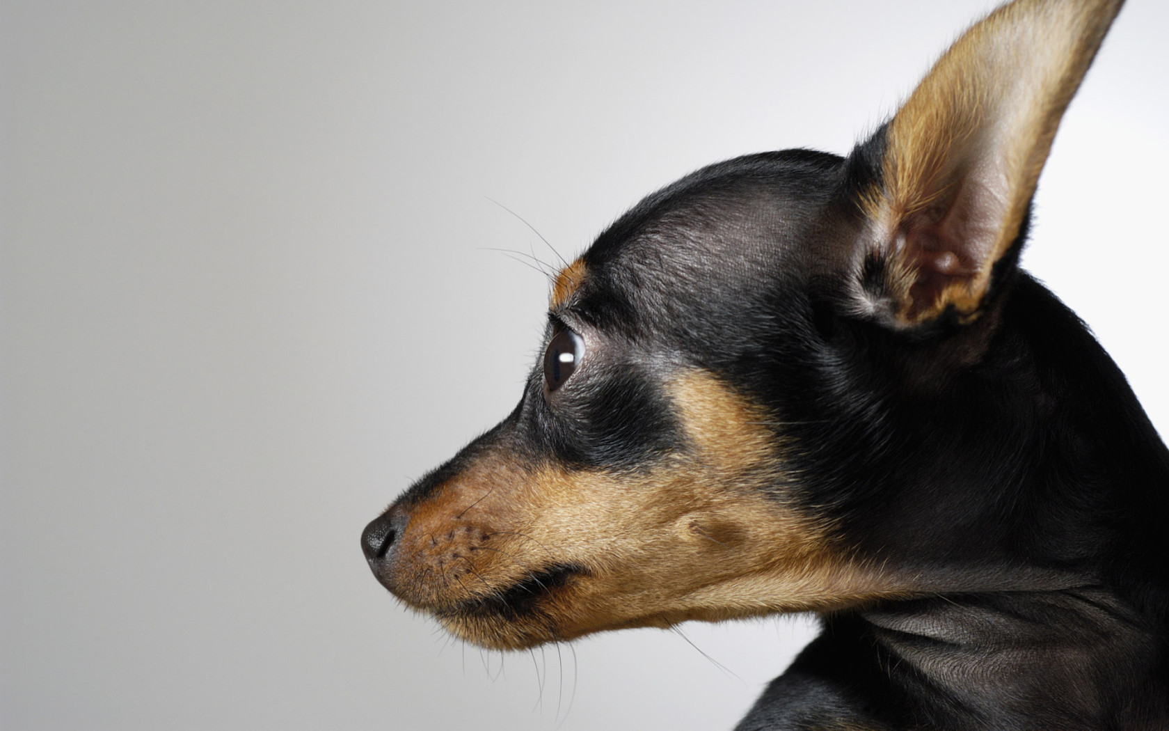 Маленькая собака