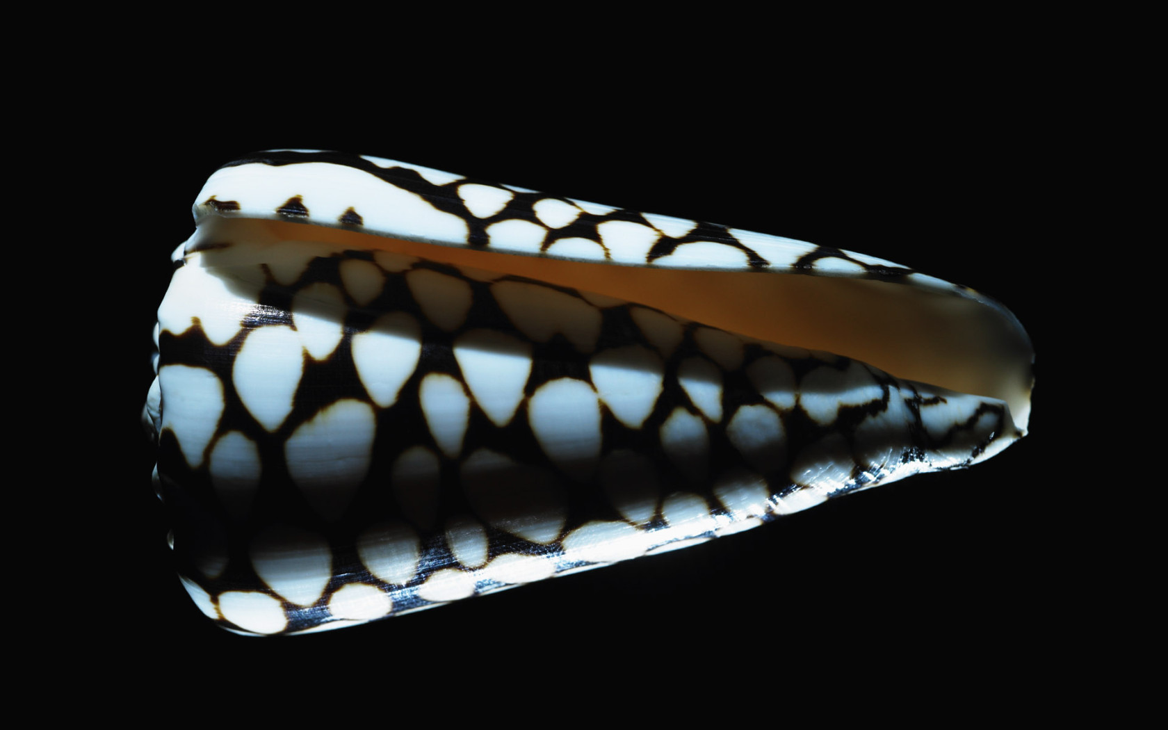 Морская ракушка