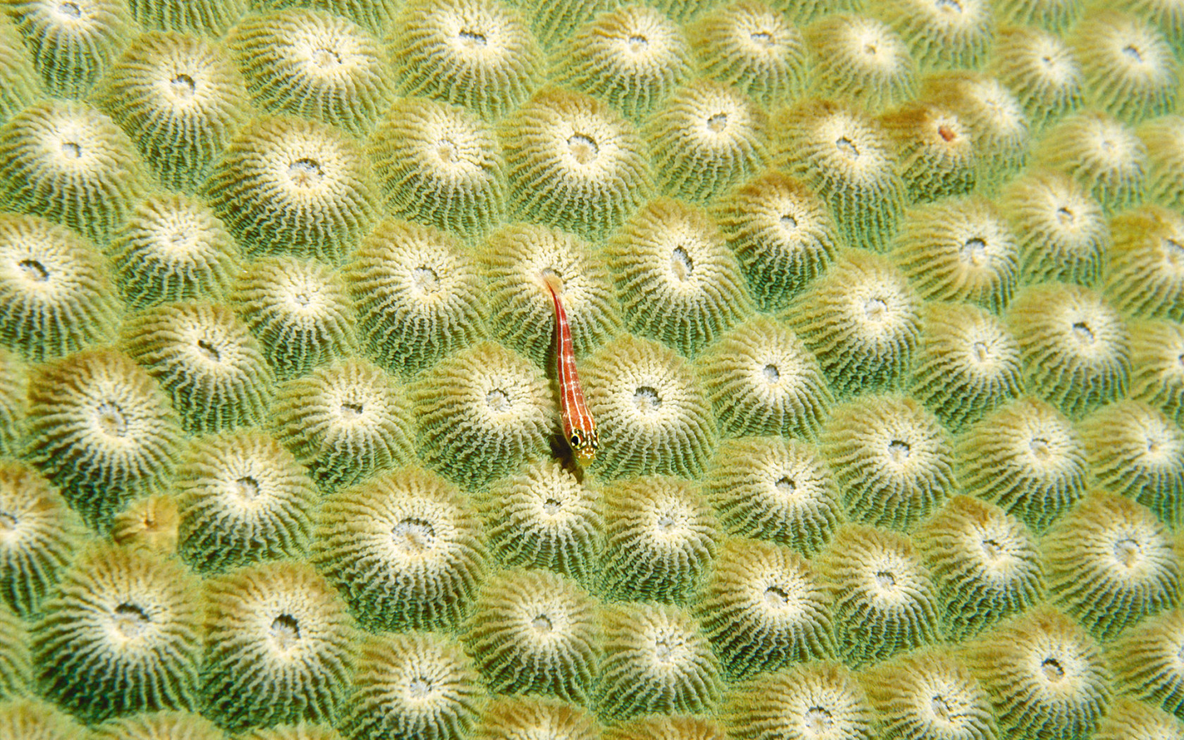 Маленький морской житель