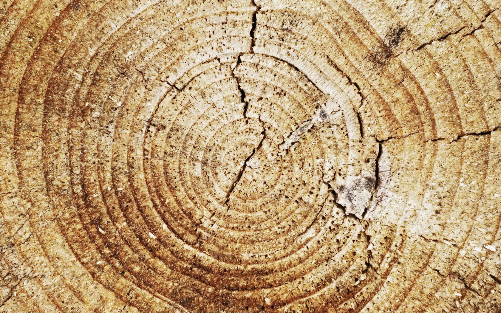 Кольца дерева