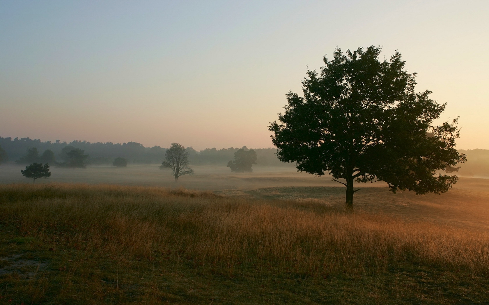 Misty morning