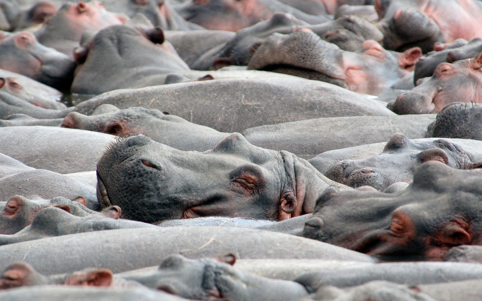 Бегемоты на купании