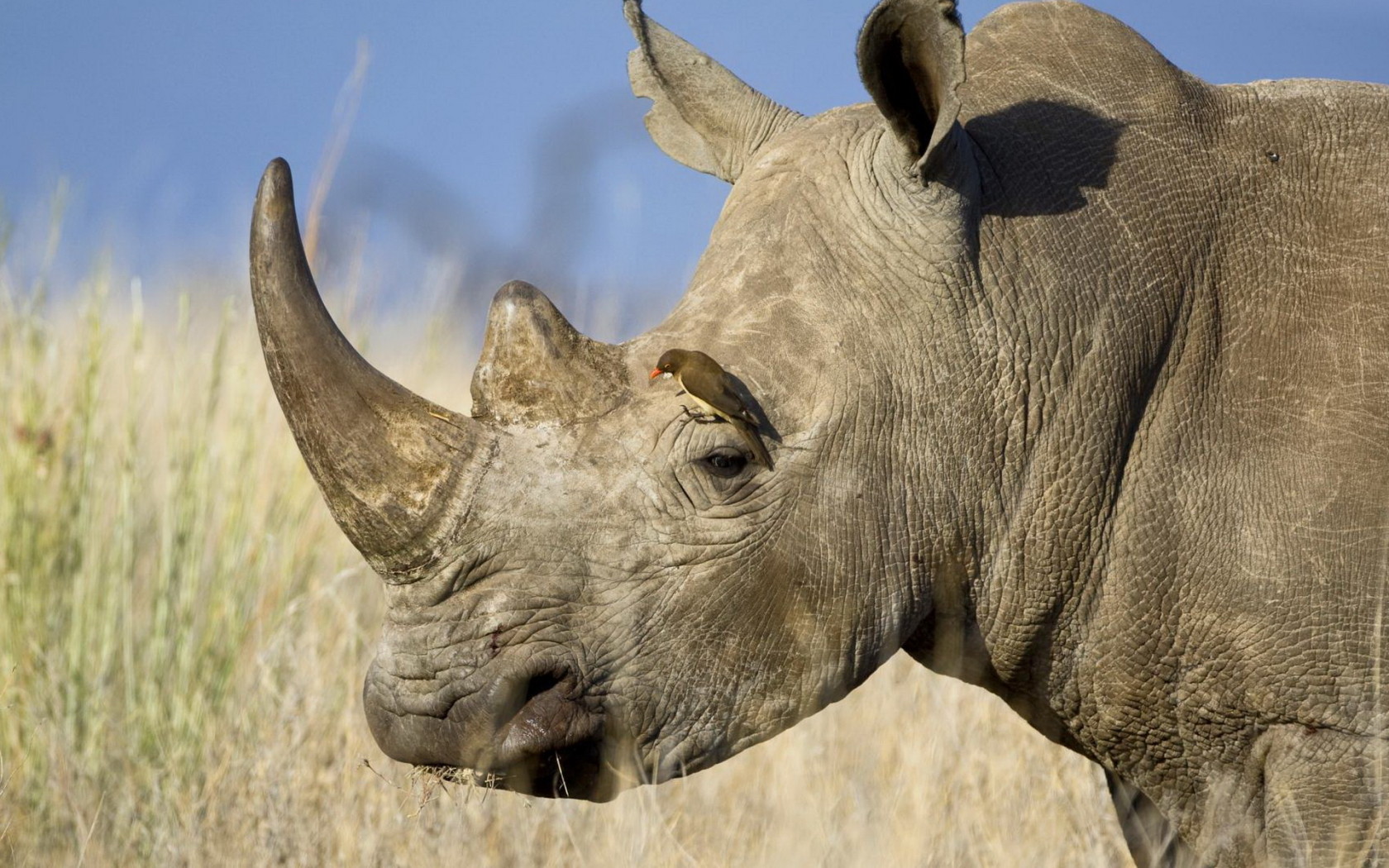 Носорог и птичка