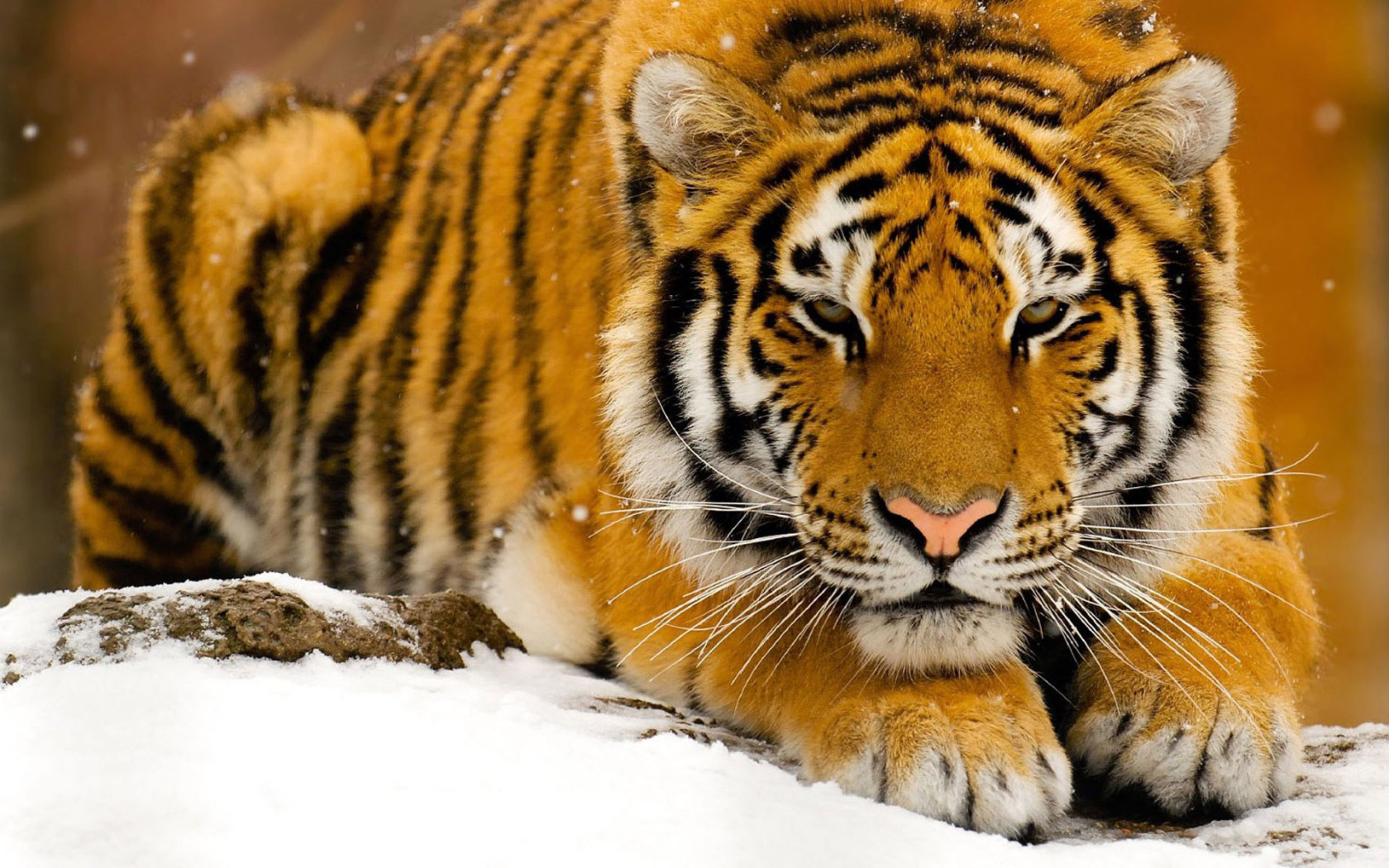 http://www.zastavki.com/pictures/1680x1050/2010/Animals_Beasts_Tiger_on_snow_021771_.jpg
