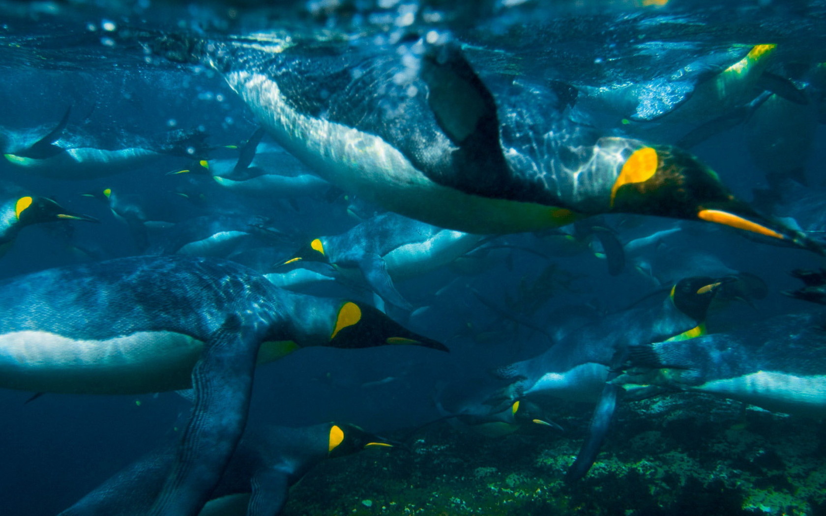 Плывущие пингвины