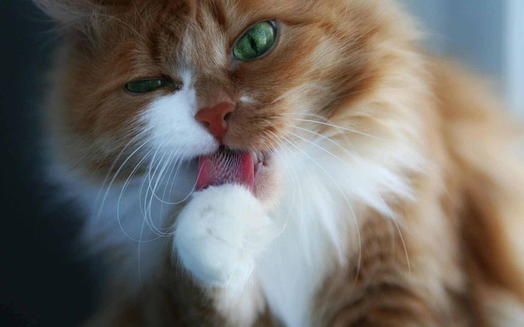 Кошка умывала нос. Кот умывается. Кошки фото. Пушистый кот. Рыжий кот умывается.