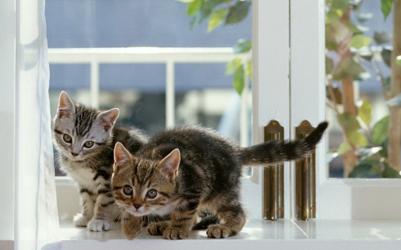 Котята на окне