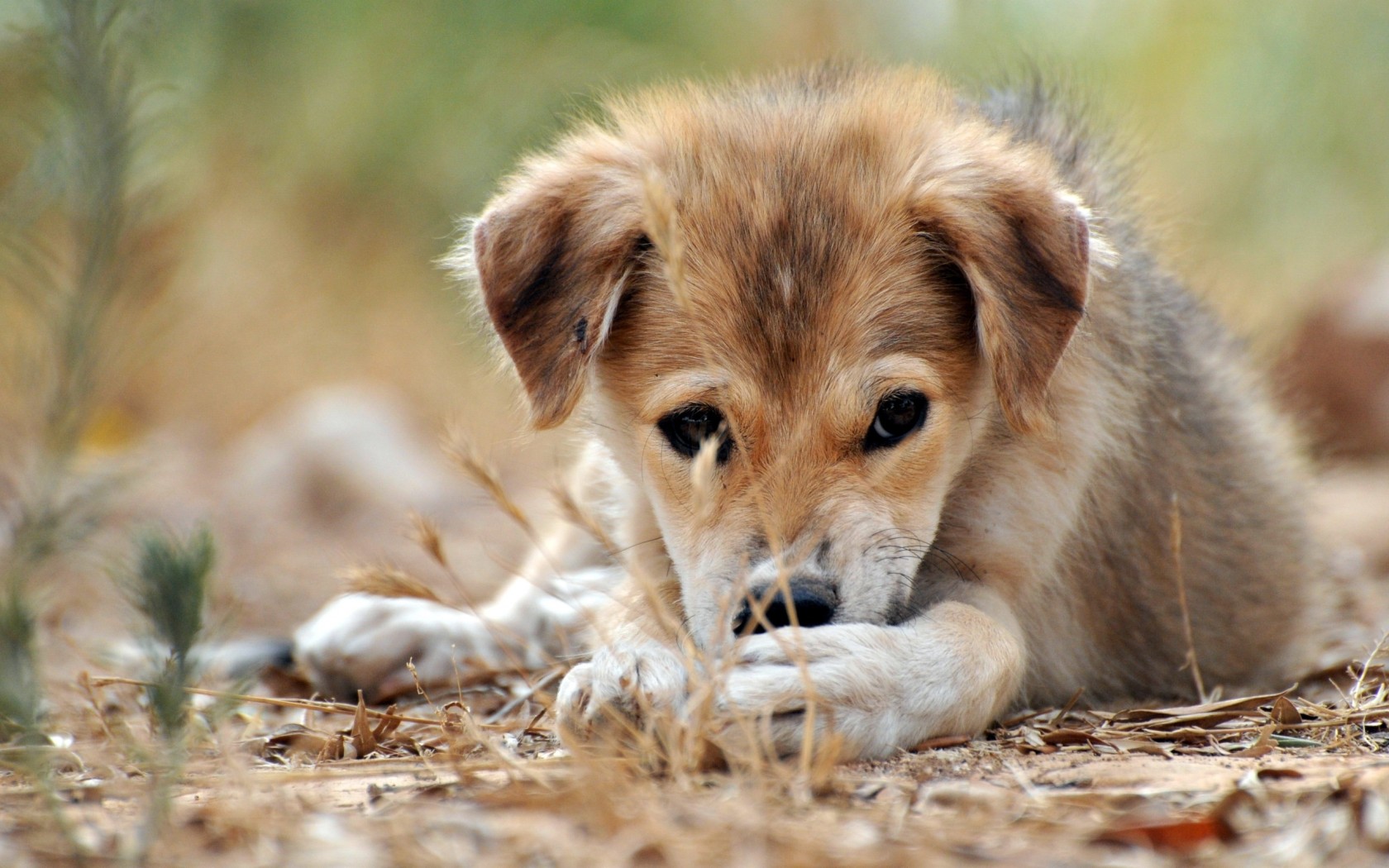 Щенячий взгляд