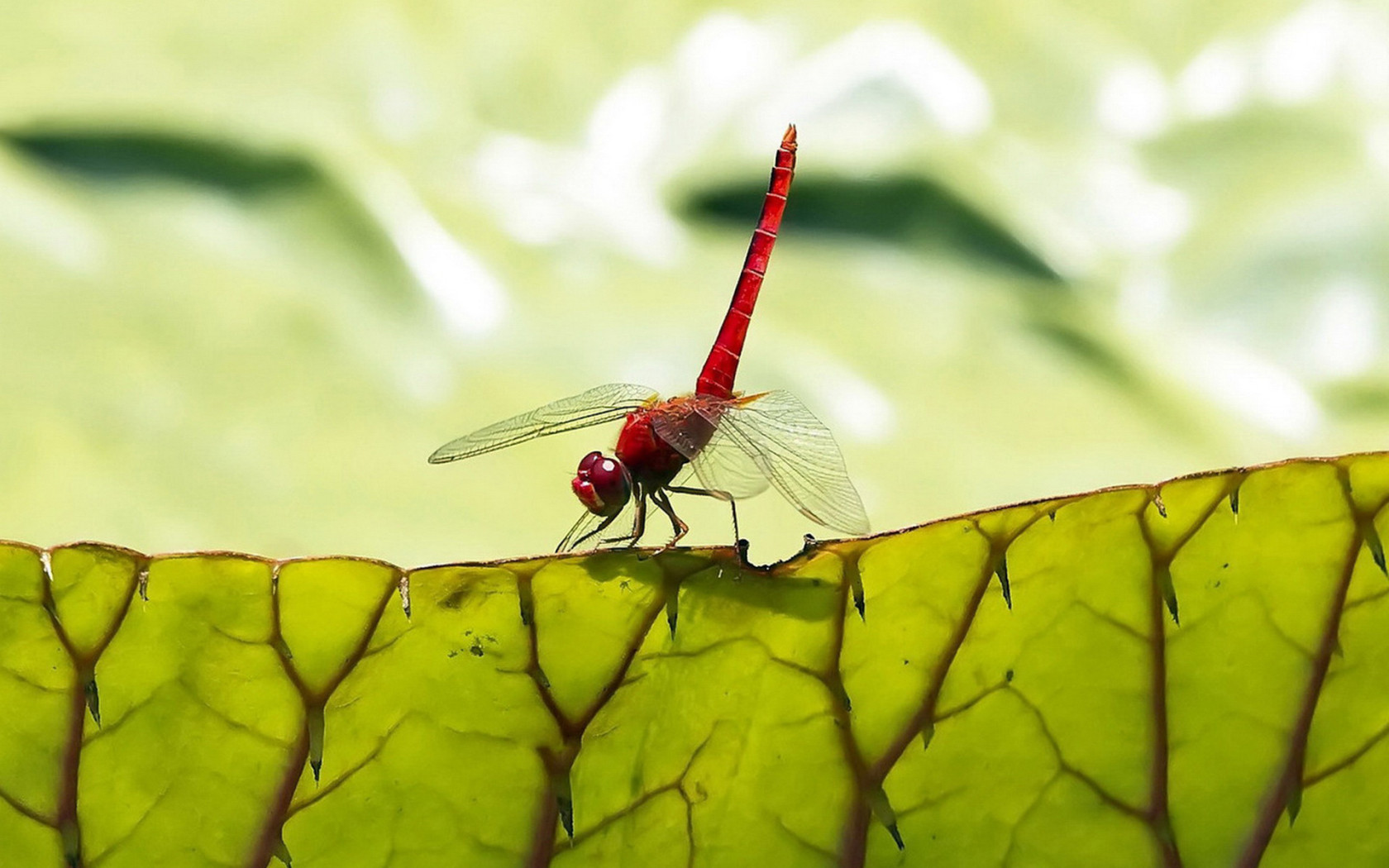 Стрекоза на листьях