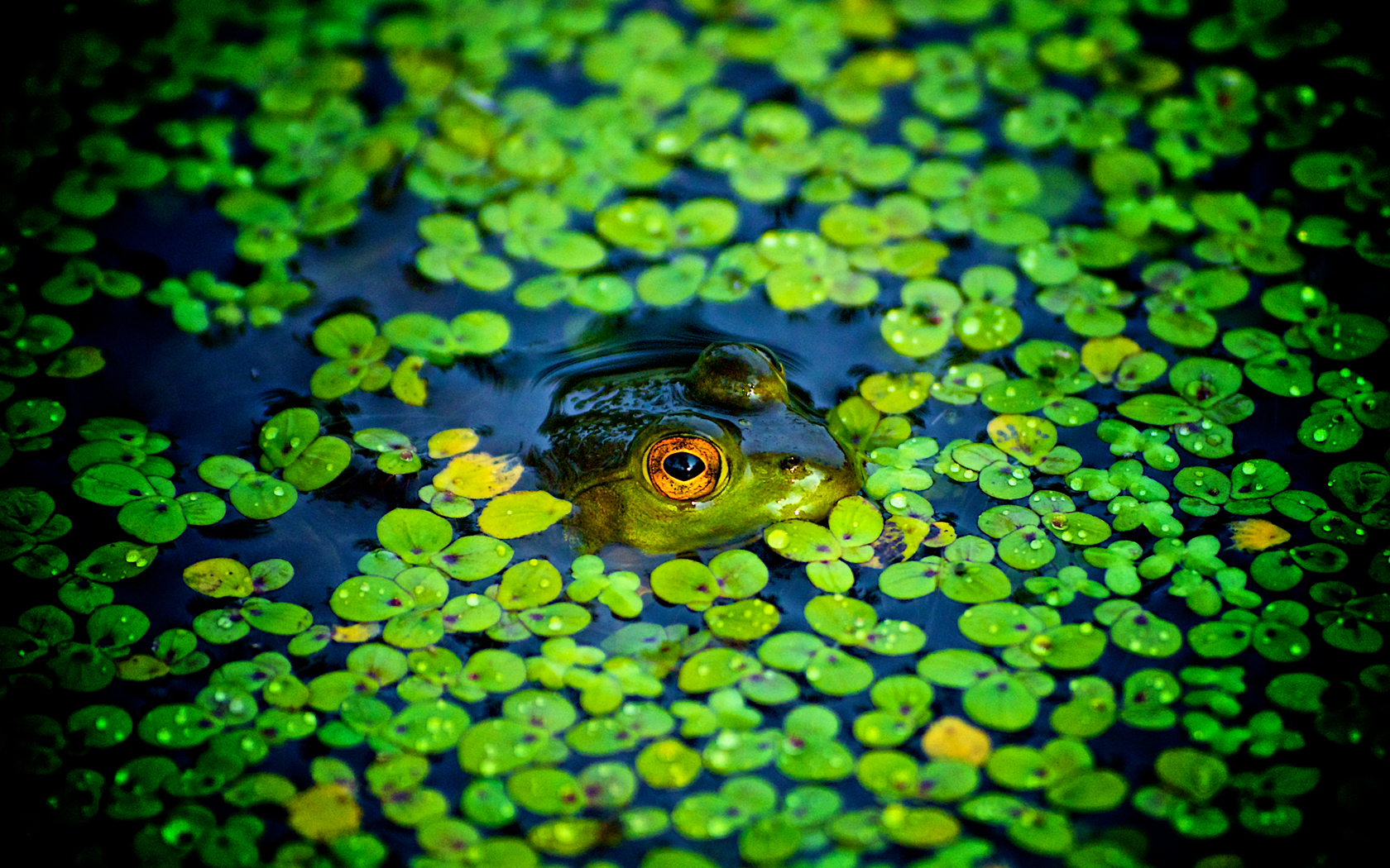 Zastaki.com - Зеленая лягушка в болоте