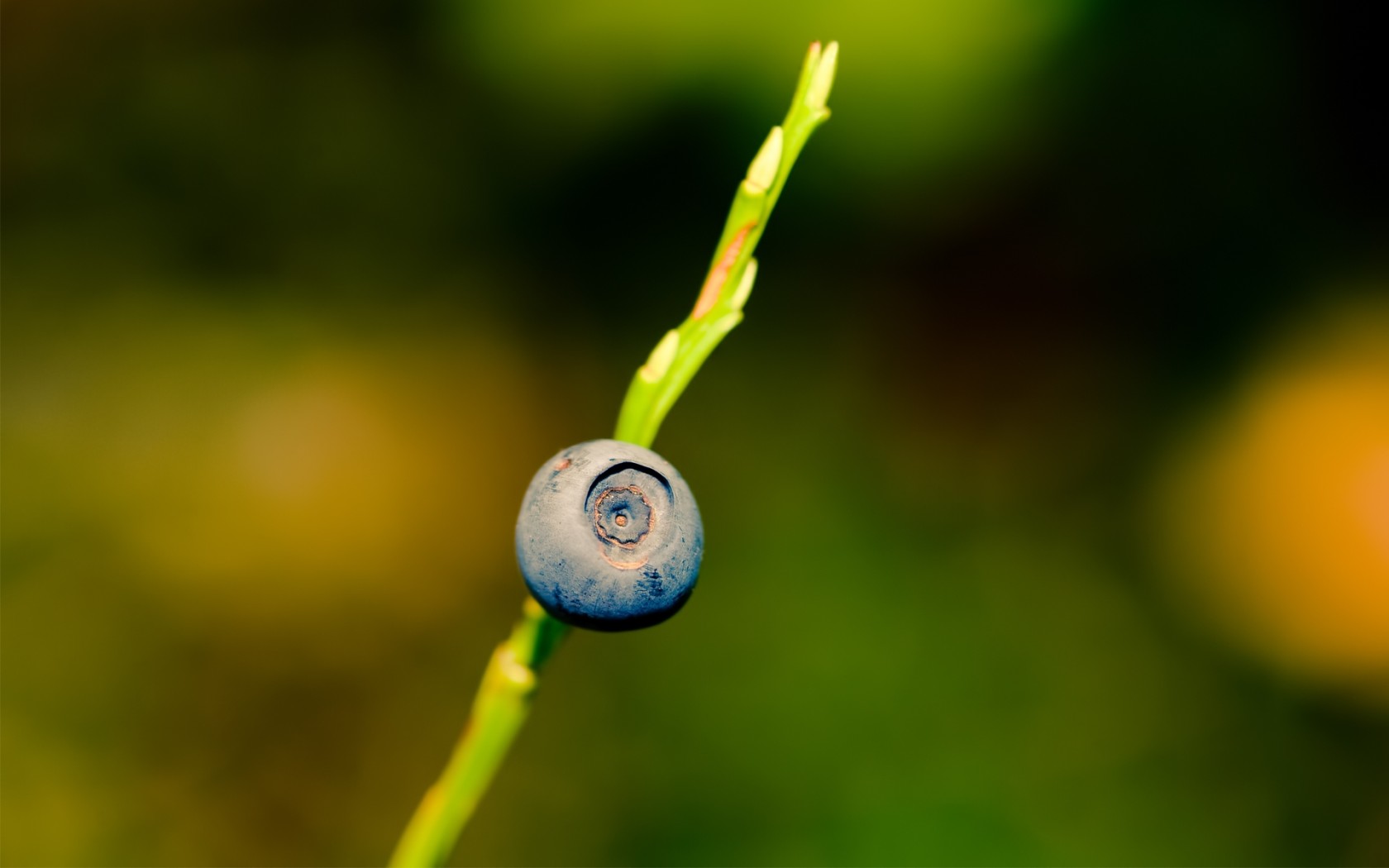 Ягода черника