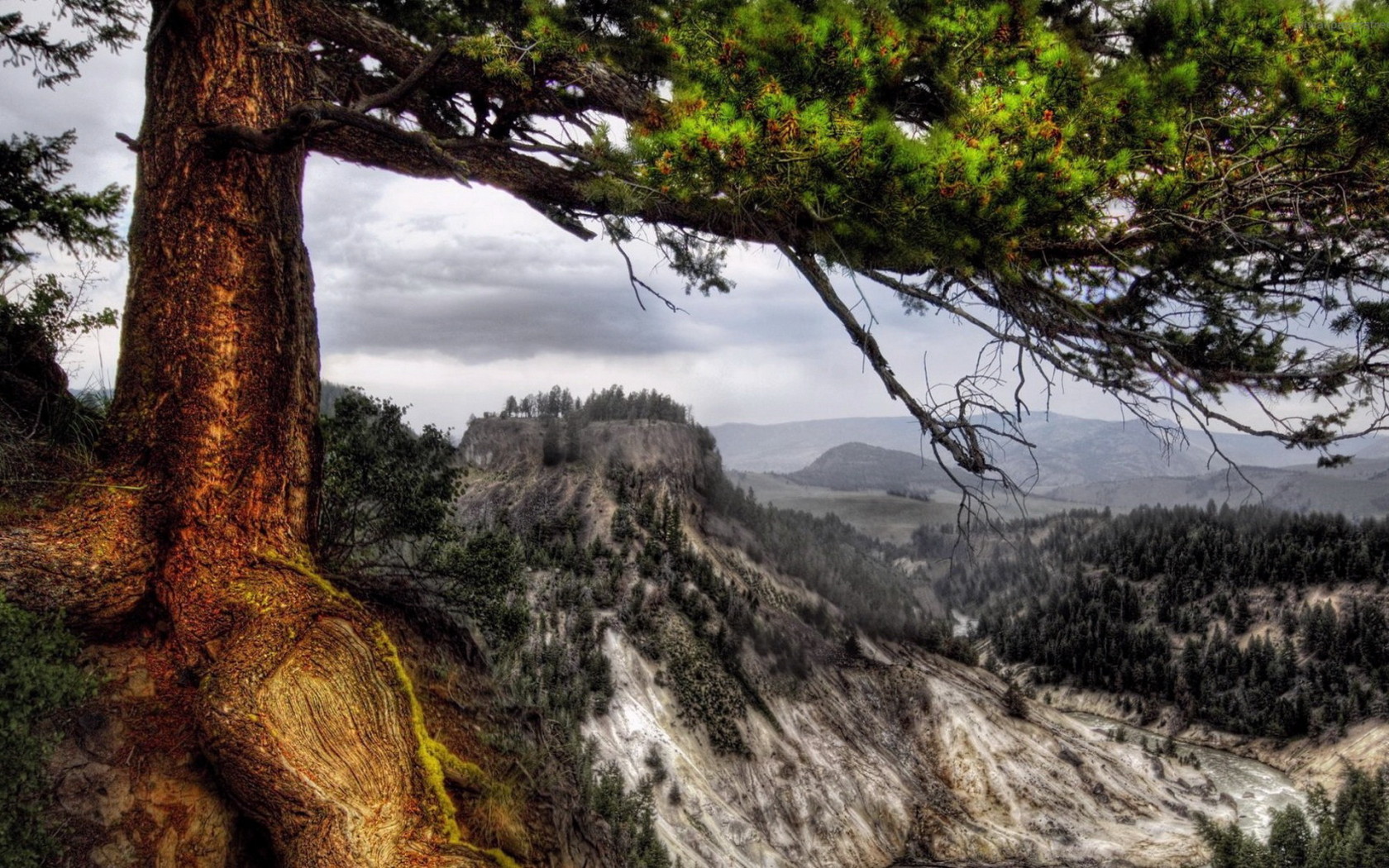 Деревья на склоне