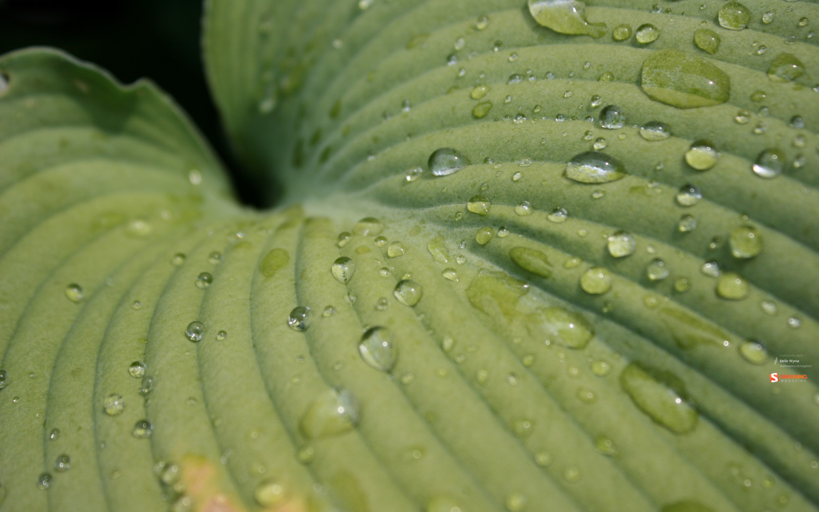 Зеленый лист после дождя