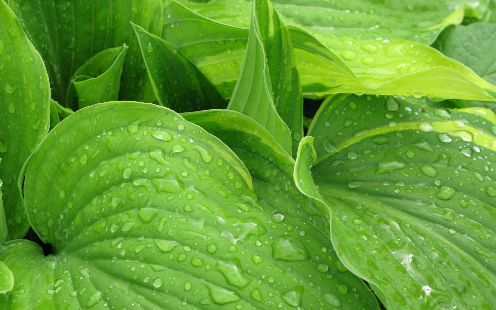 Листья после дождя