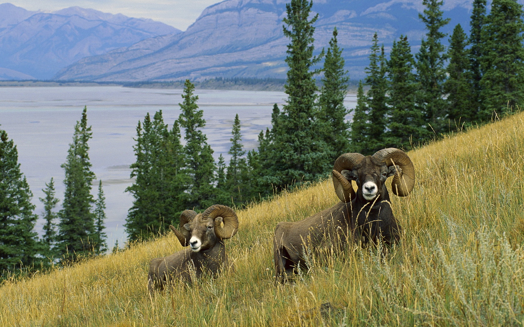 Горные бараны
