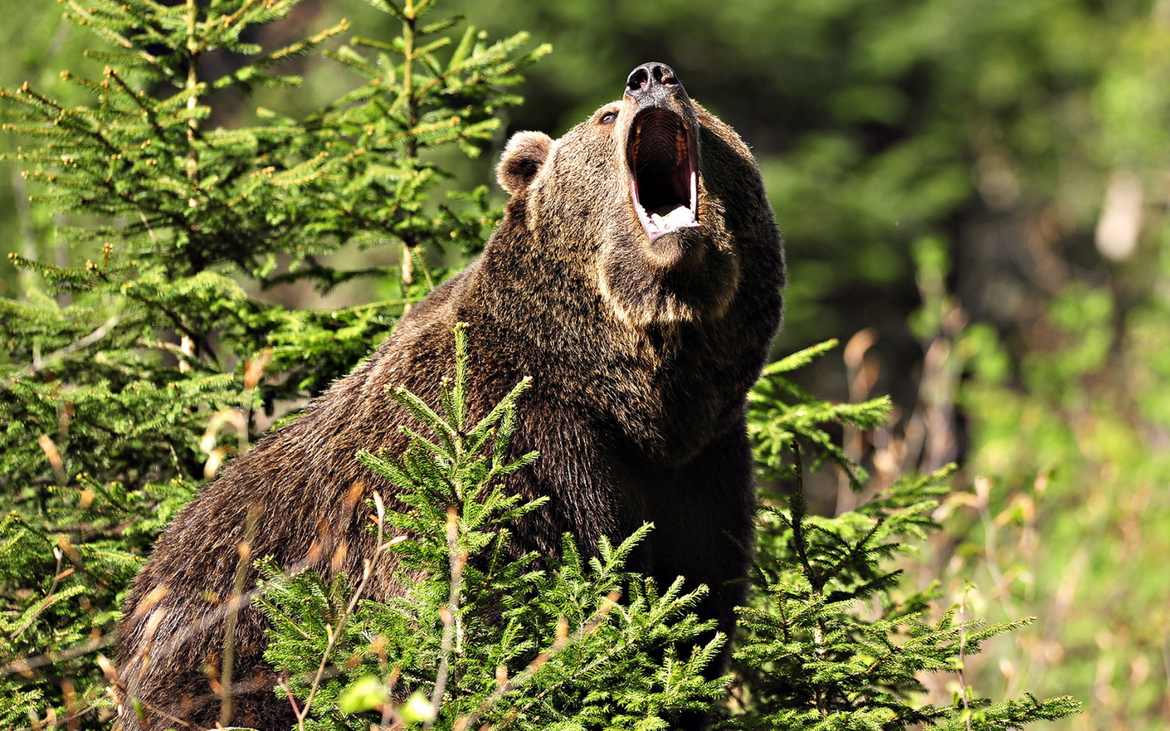 Growling Brown bear