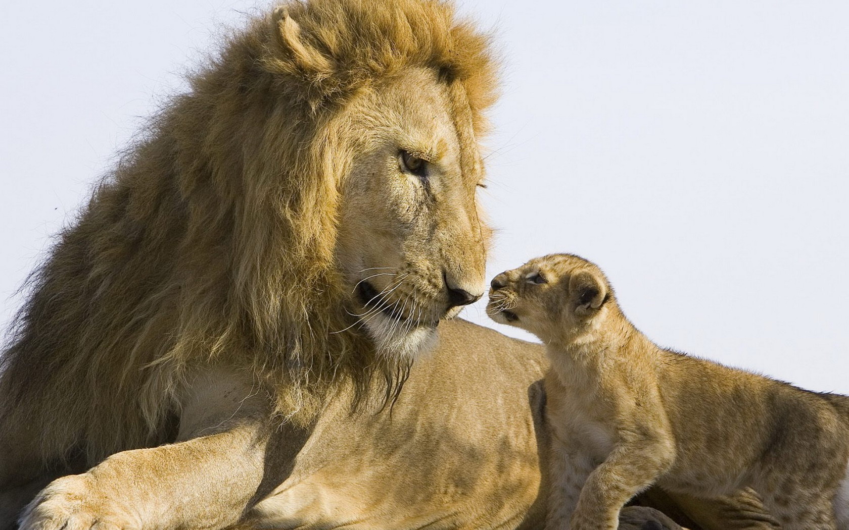 Лев и львенок