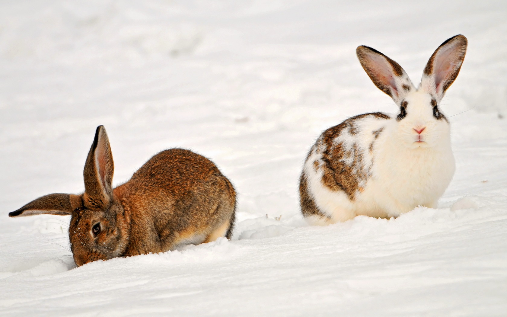 Кролики на снегу
