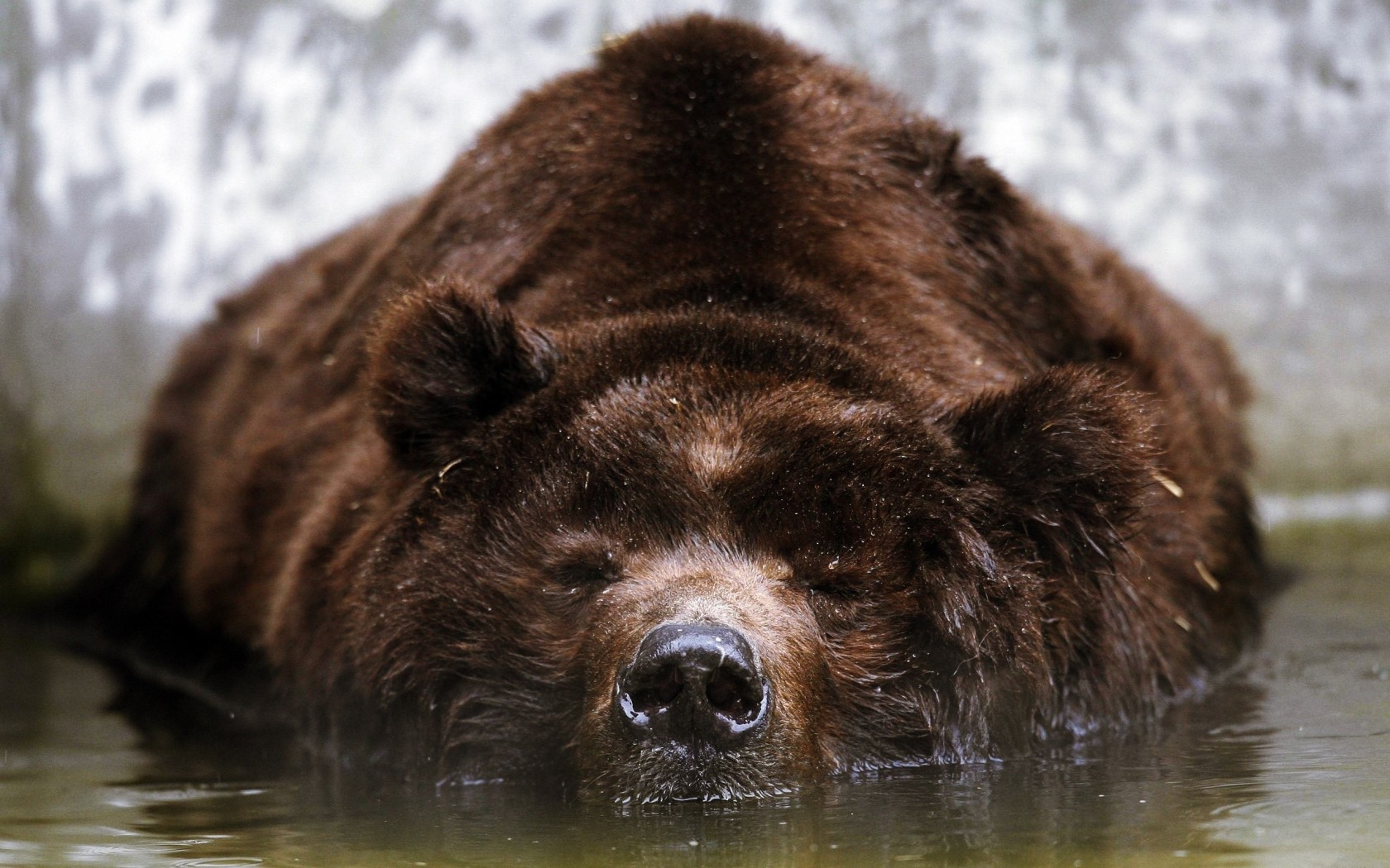 Спящий бурый медведь