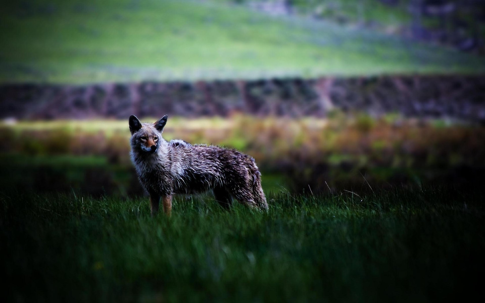 Койот в степи