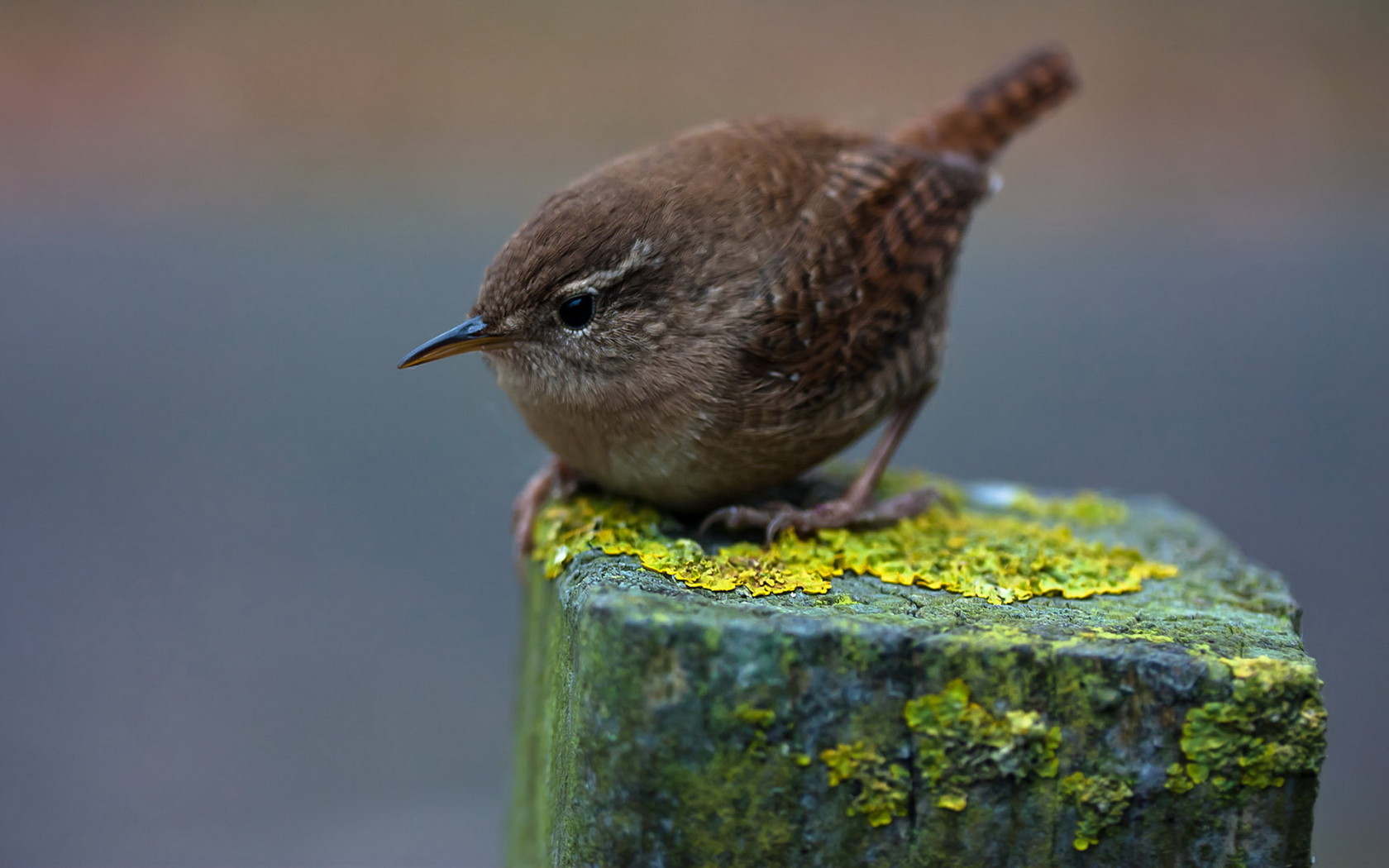 Птичка на пне