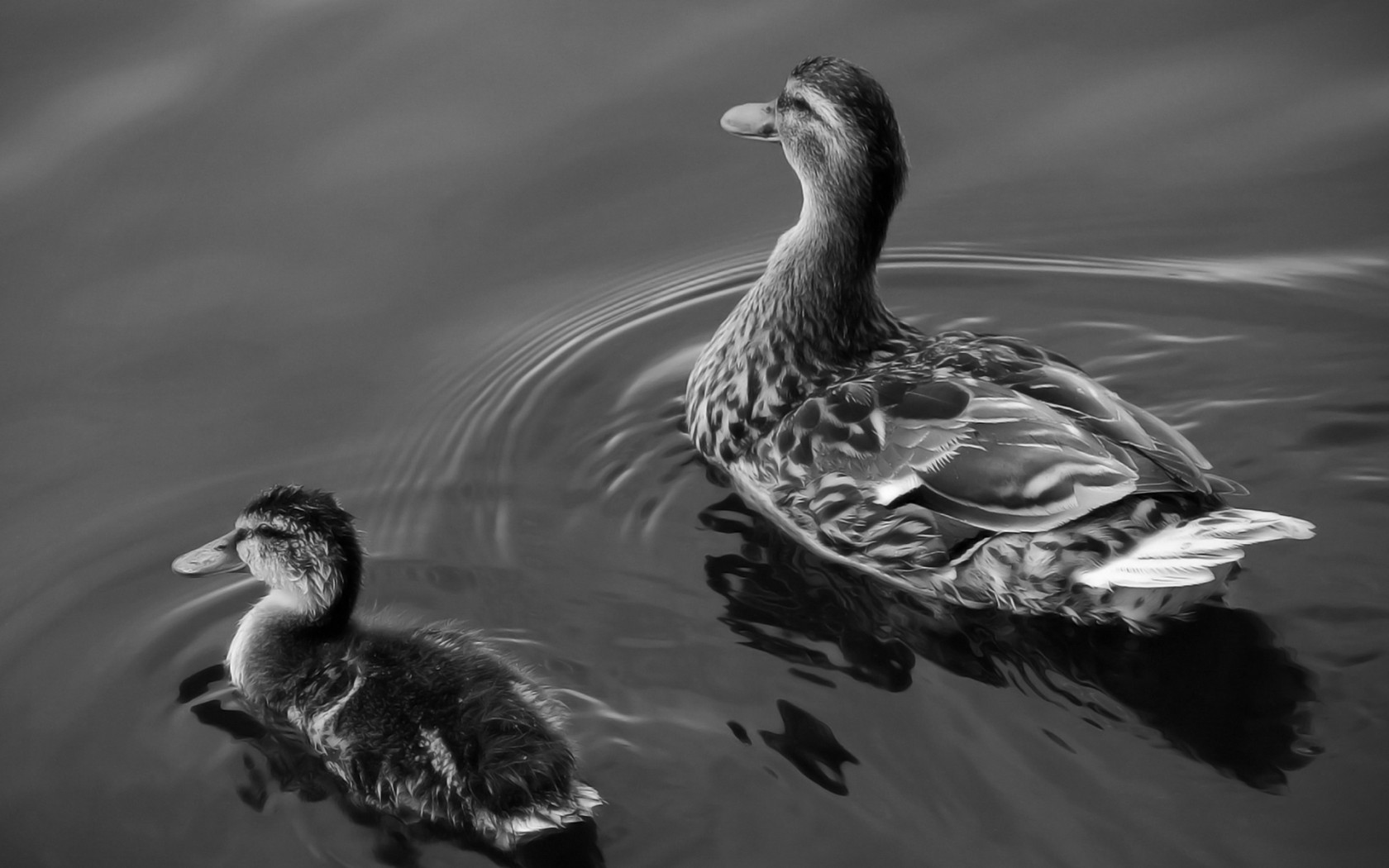 Утка и утенок