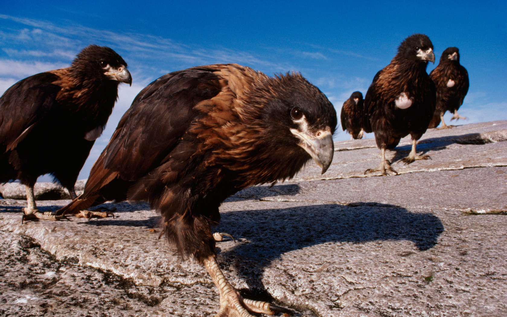 Семейство каракары