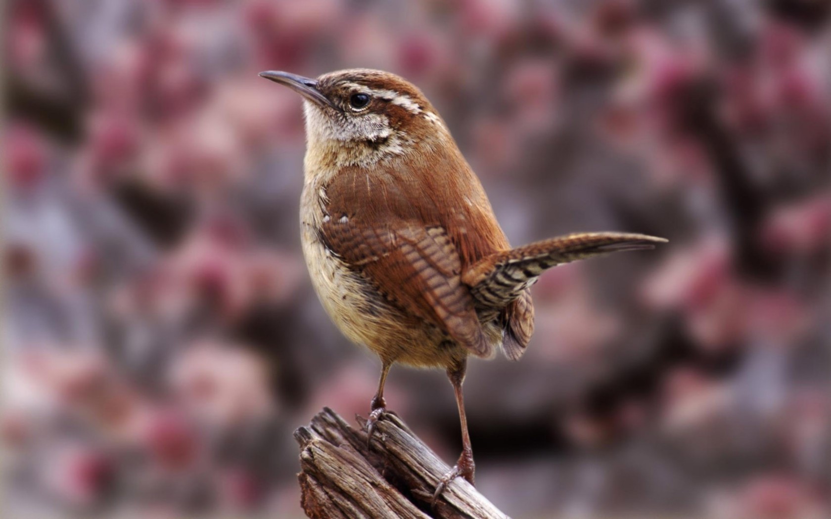Маленькая птичка