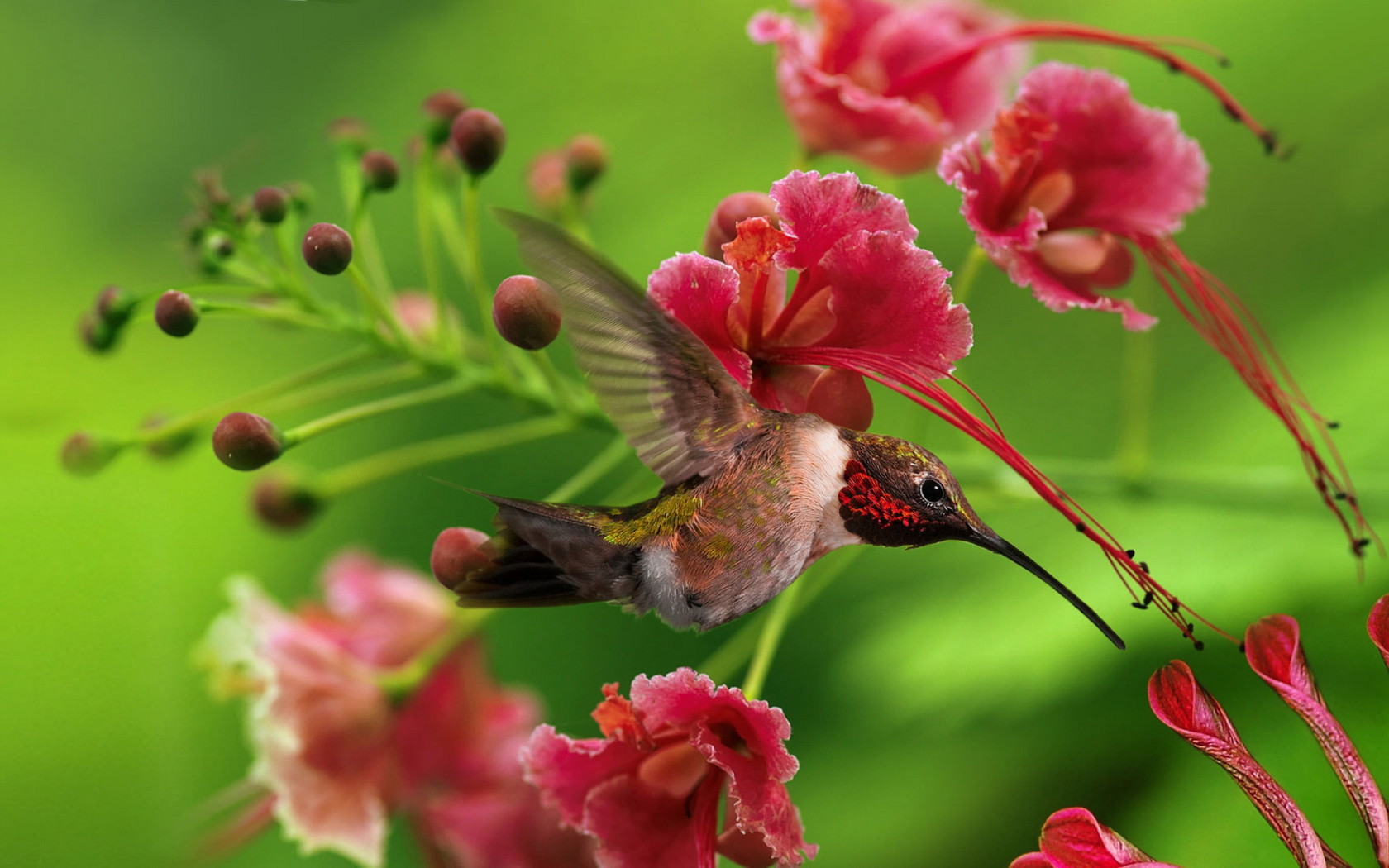 маленькая Колибри