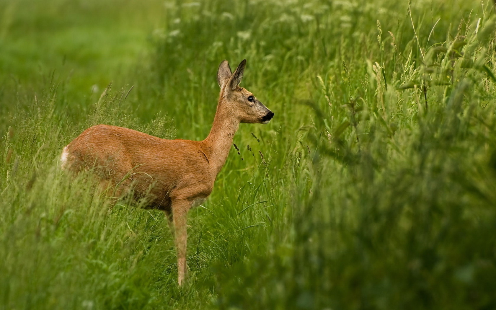 Олень в траве