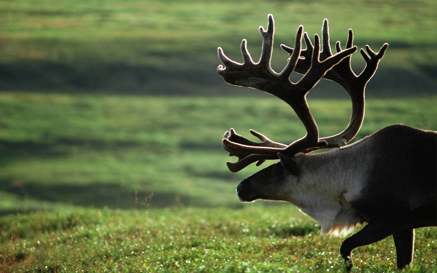 Старый олень