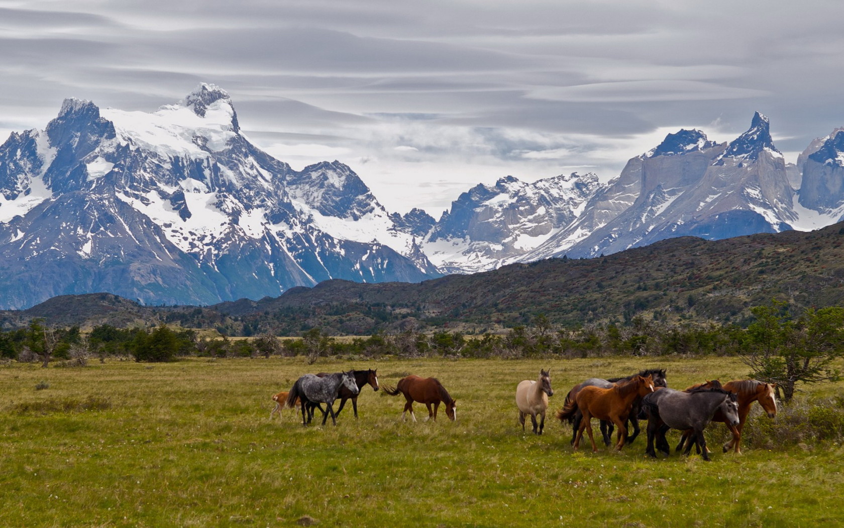 Табун лошадей