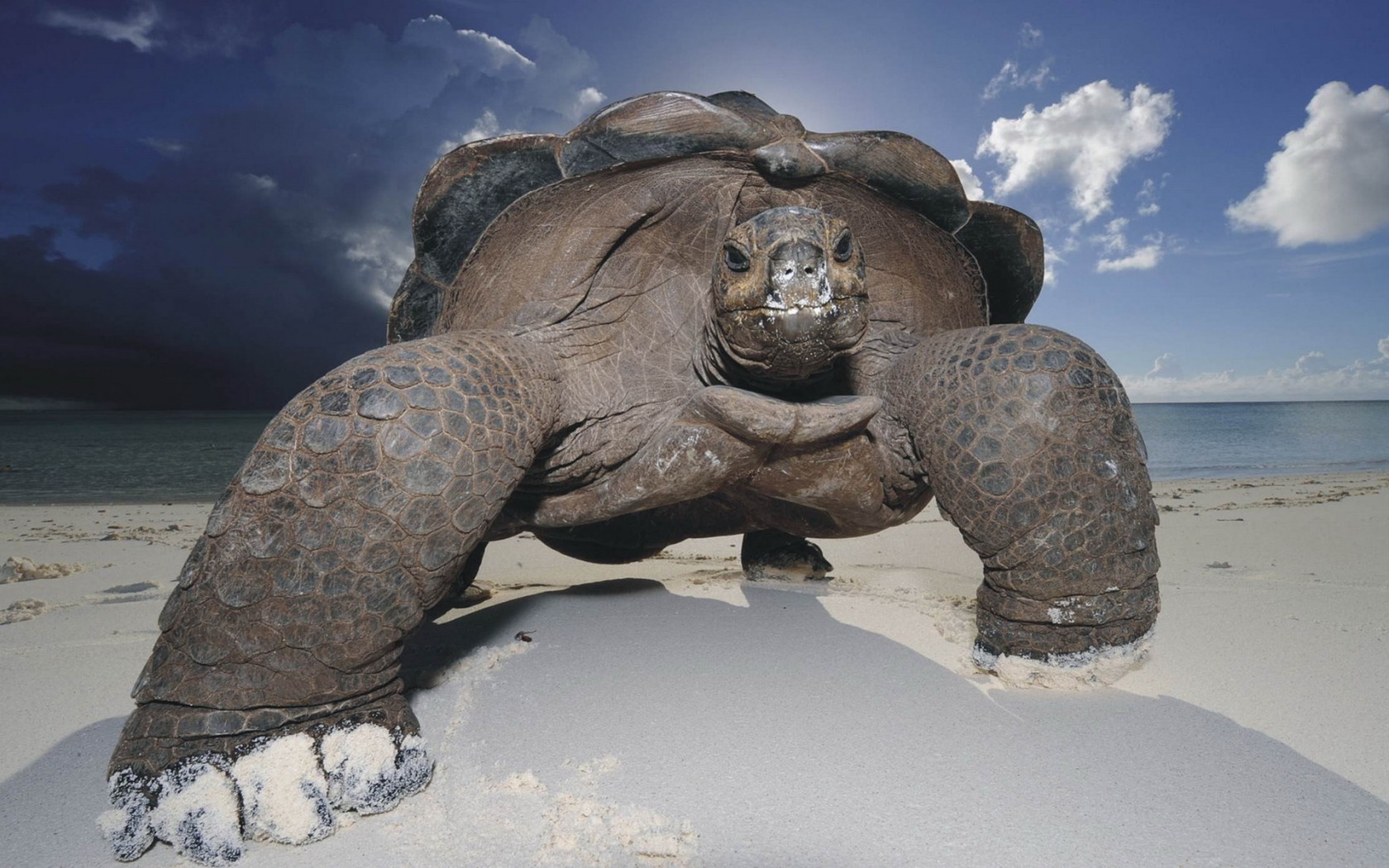 Морская черепаха