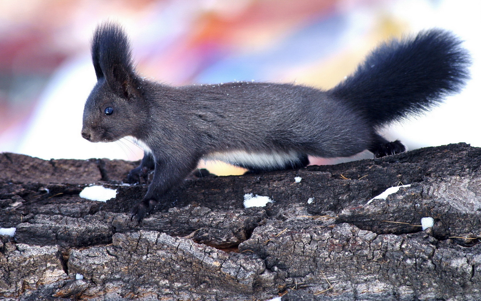 Пушистая белка