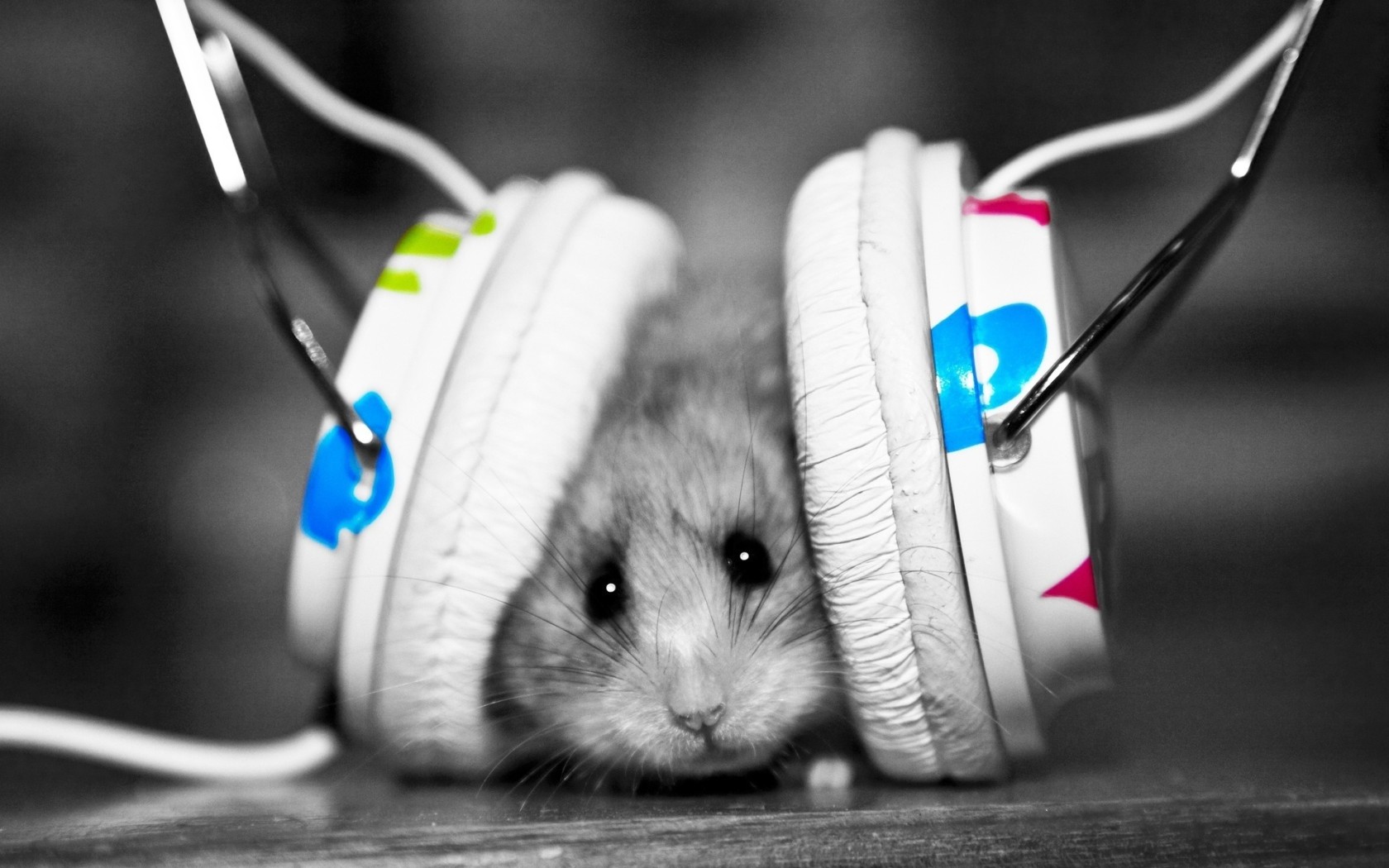 mouse - the music fan