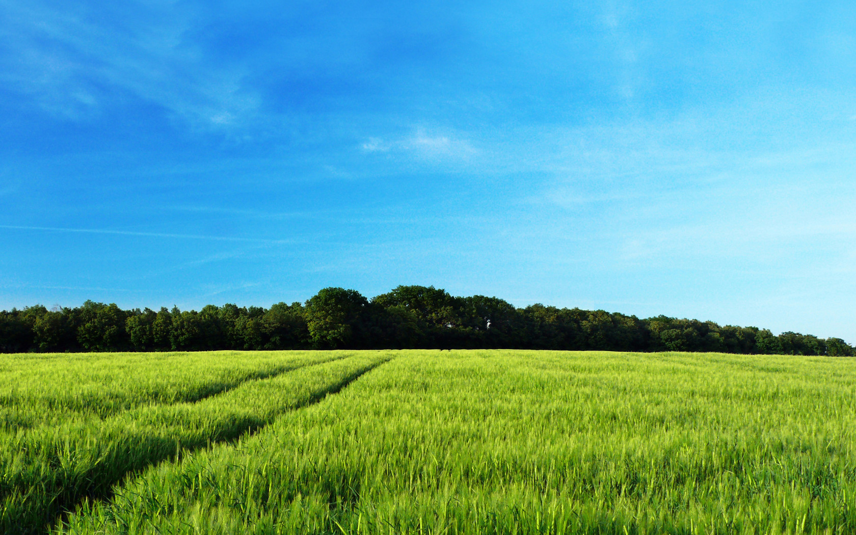 Рожь колосится