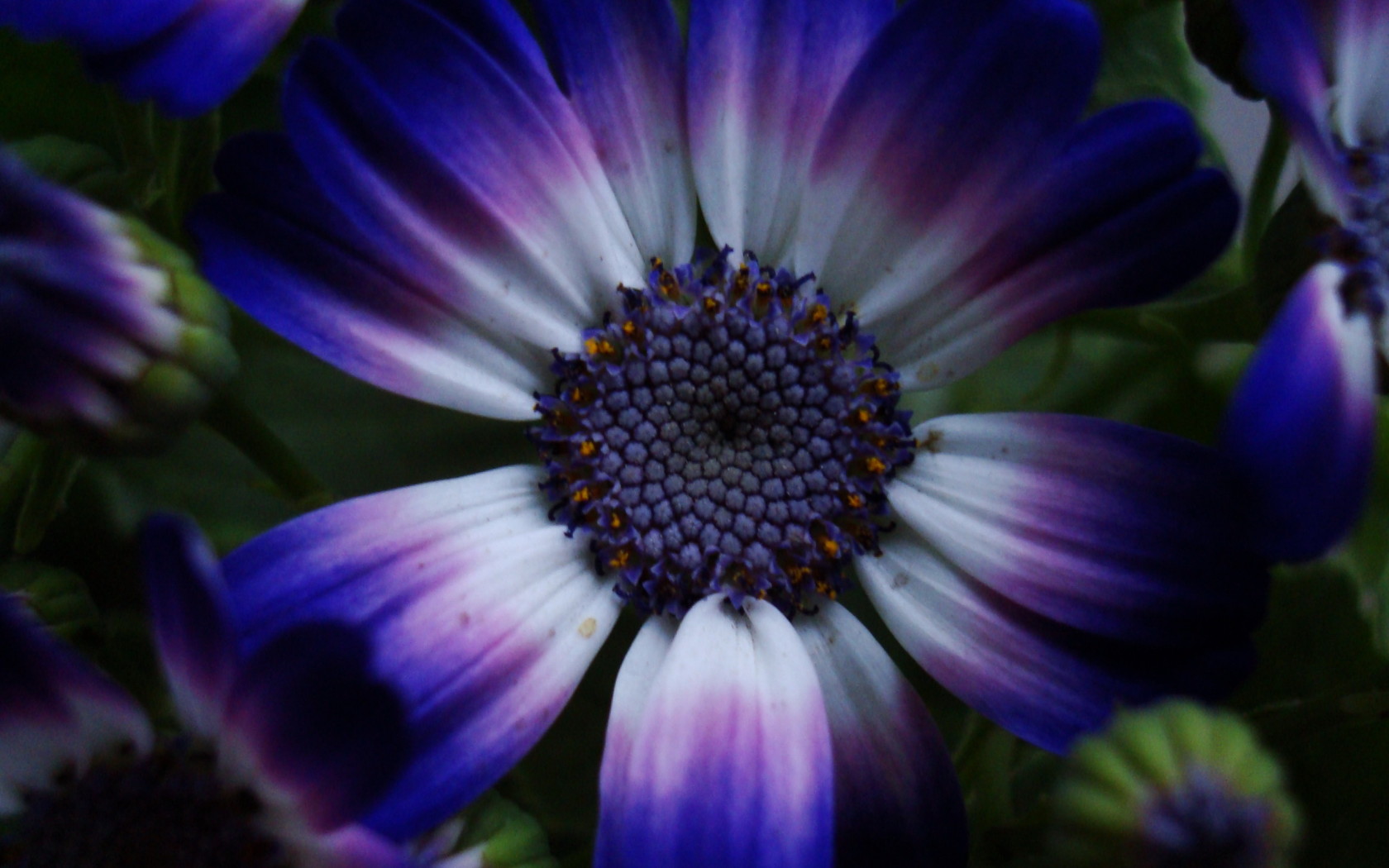 Синий цветок