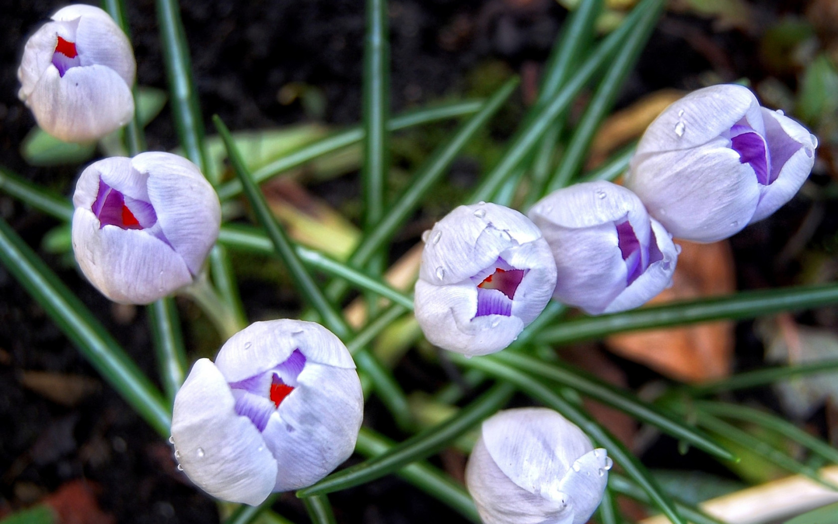 Бутоны шафрана