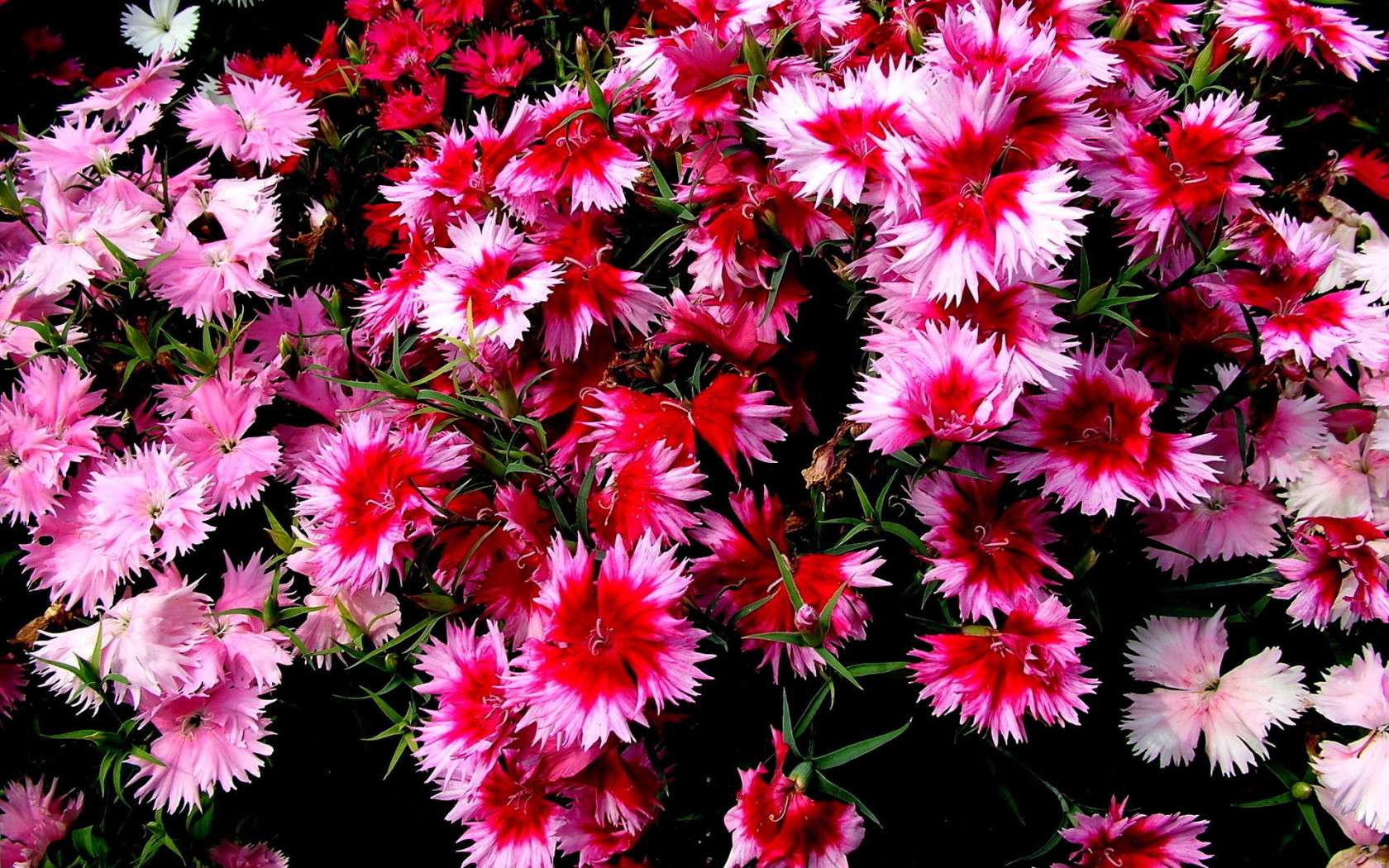 Колючие цветочки