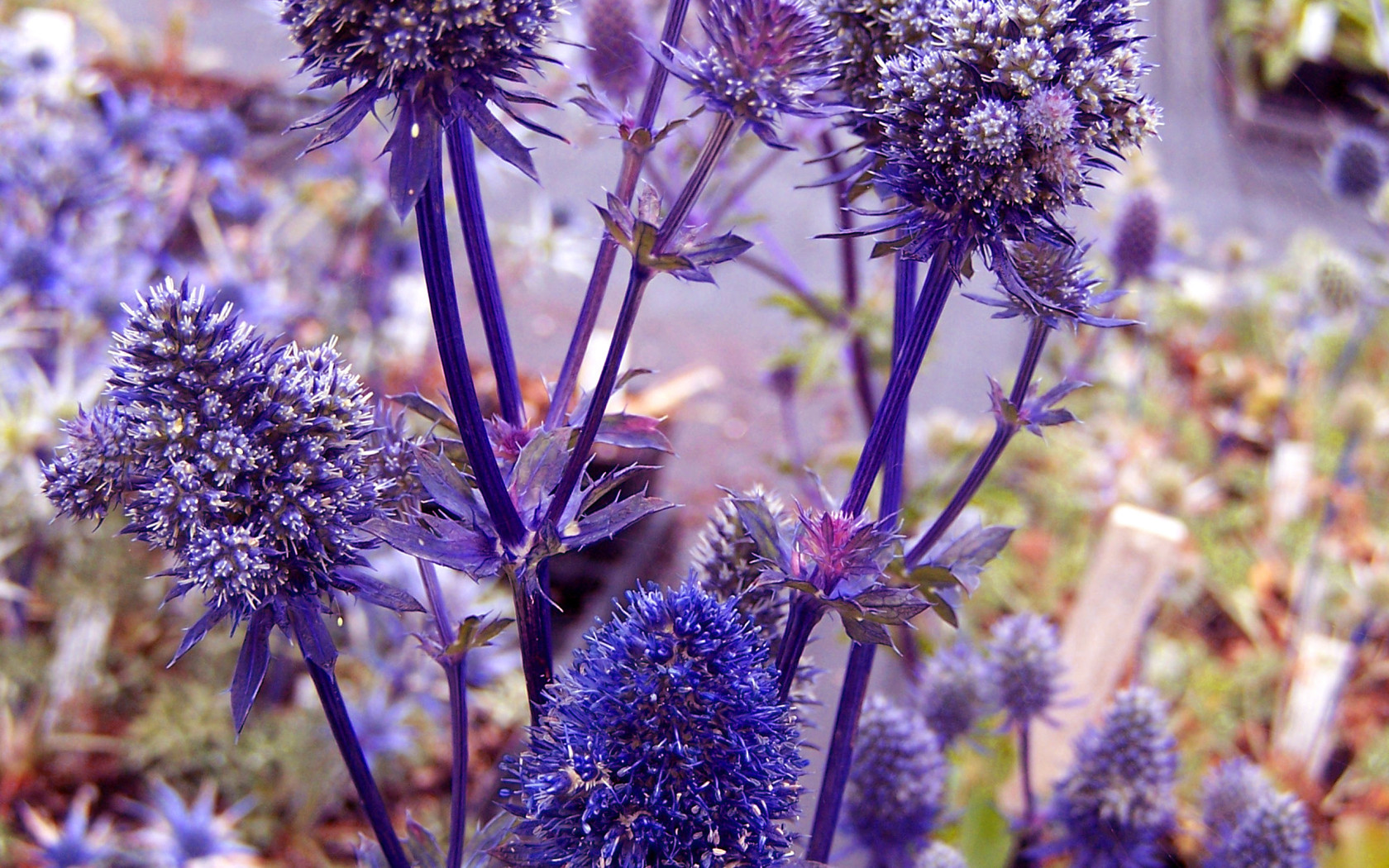 Фиолетовые колючки