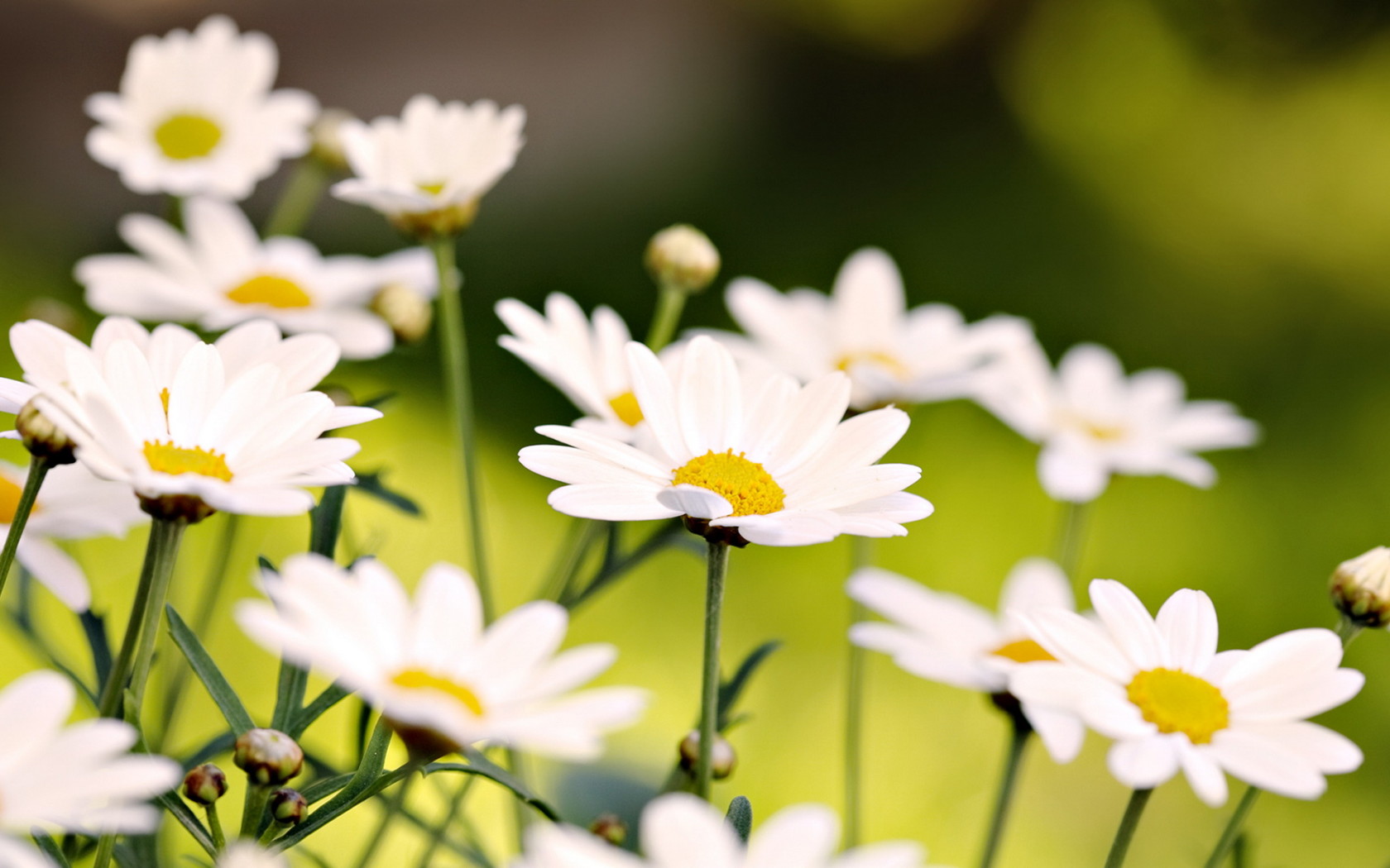 Белые ромашки