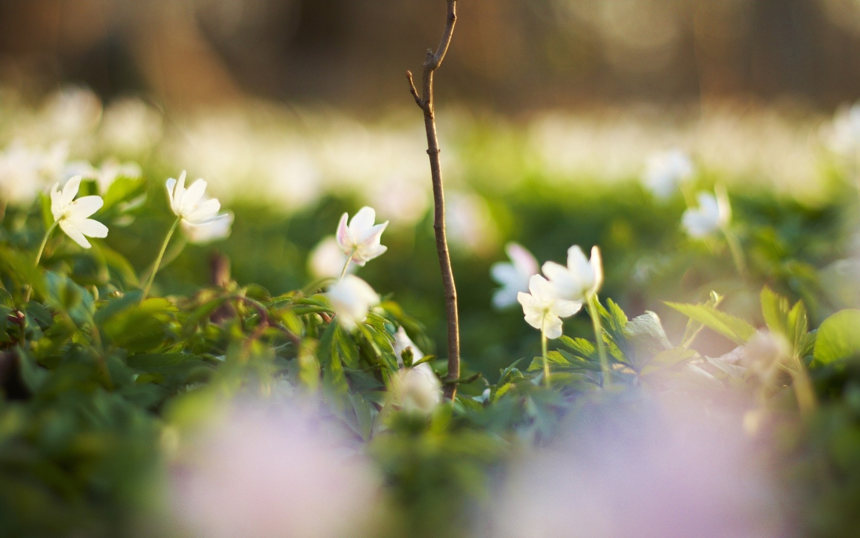 Белые цветочки