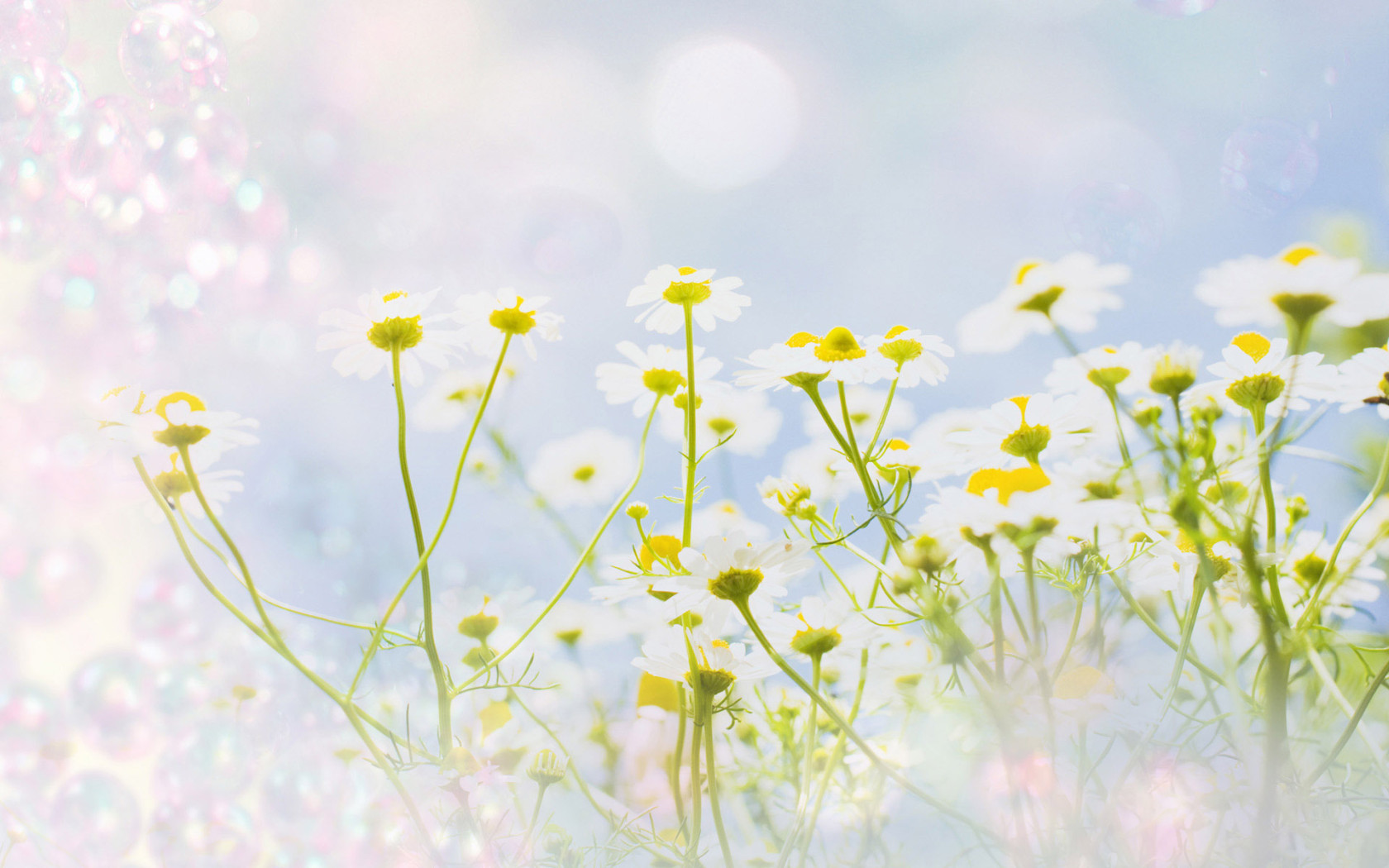 Полевые ромашки